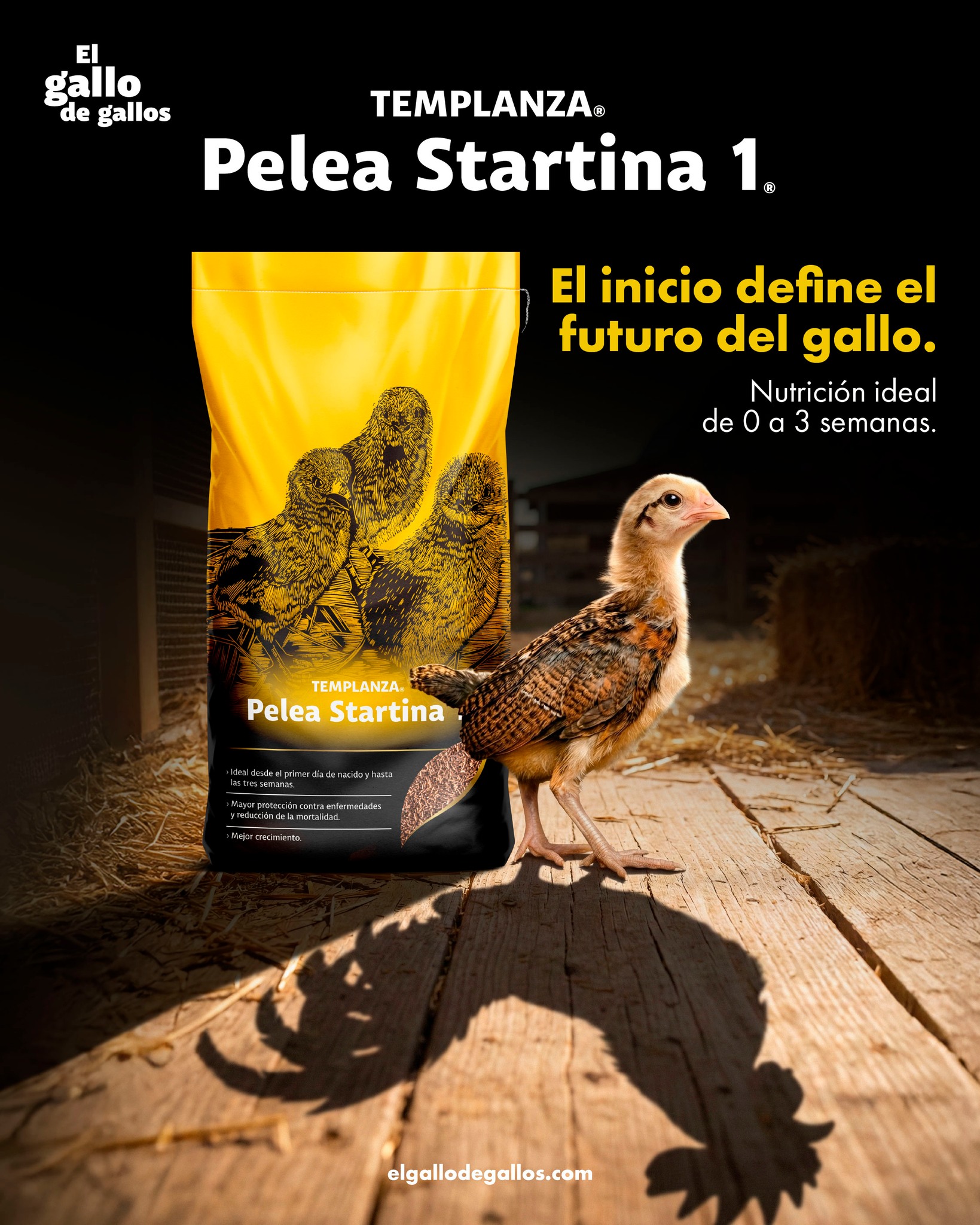 l carnitina para gallos de pelea Qué es la L-Carnitina? ¿Por qué es importante durante la etapa acondicionamiento de tu ave? ¿Dónde la puedes encontrar? 🧐 Respondemos todas estas preguntas en esta infografía que explica a fondo l carnitina para gallos de