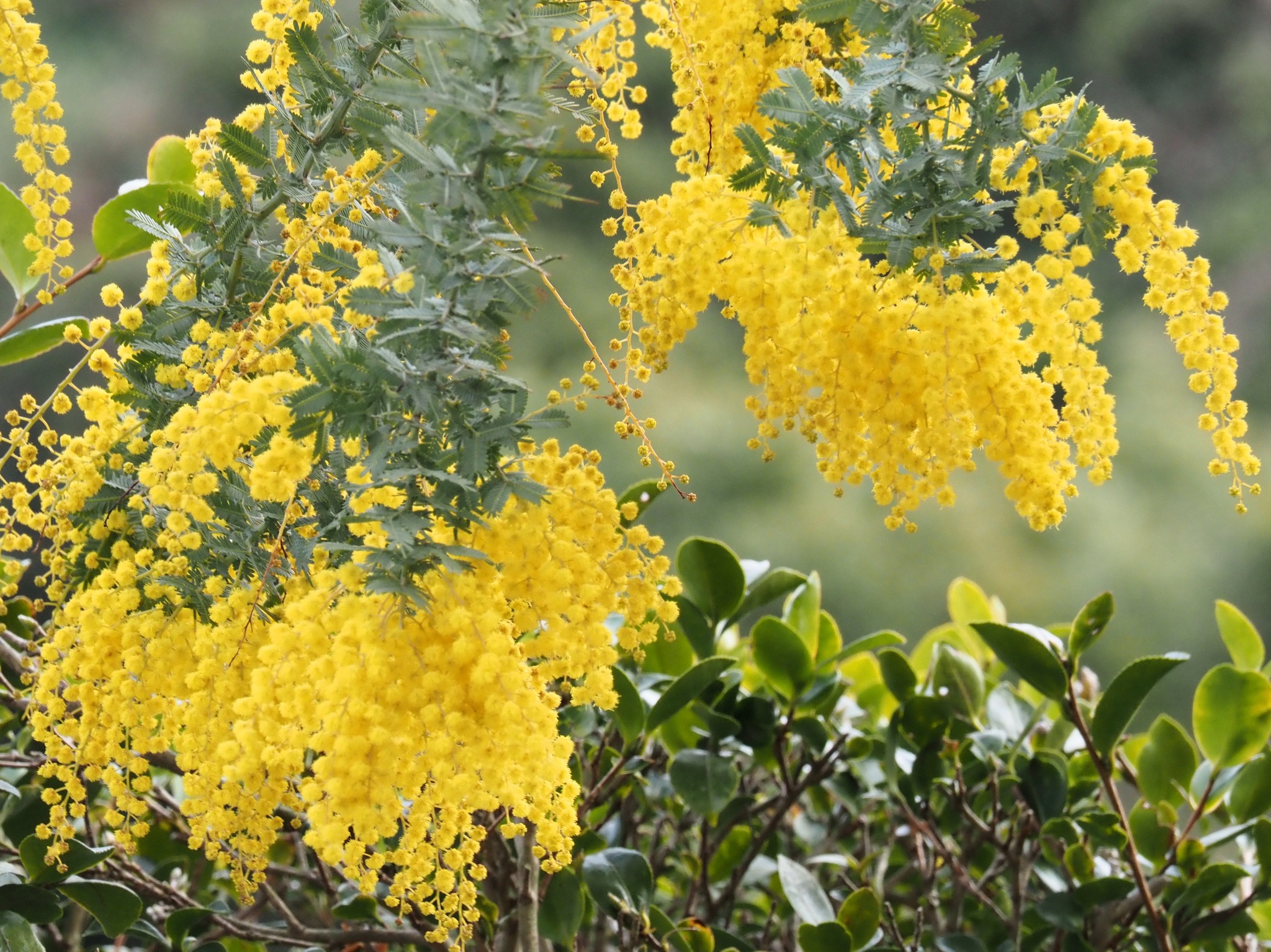 来迎寺さまのミモザ♪ 街中でミモザの花が咲き始め、周りを明るく 