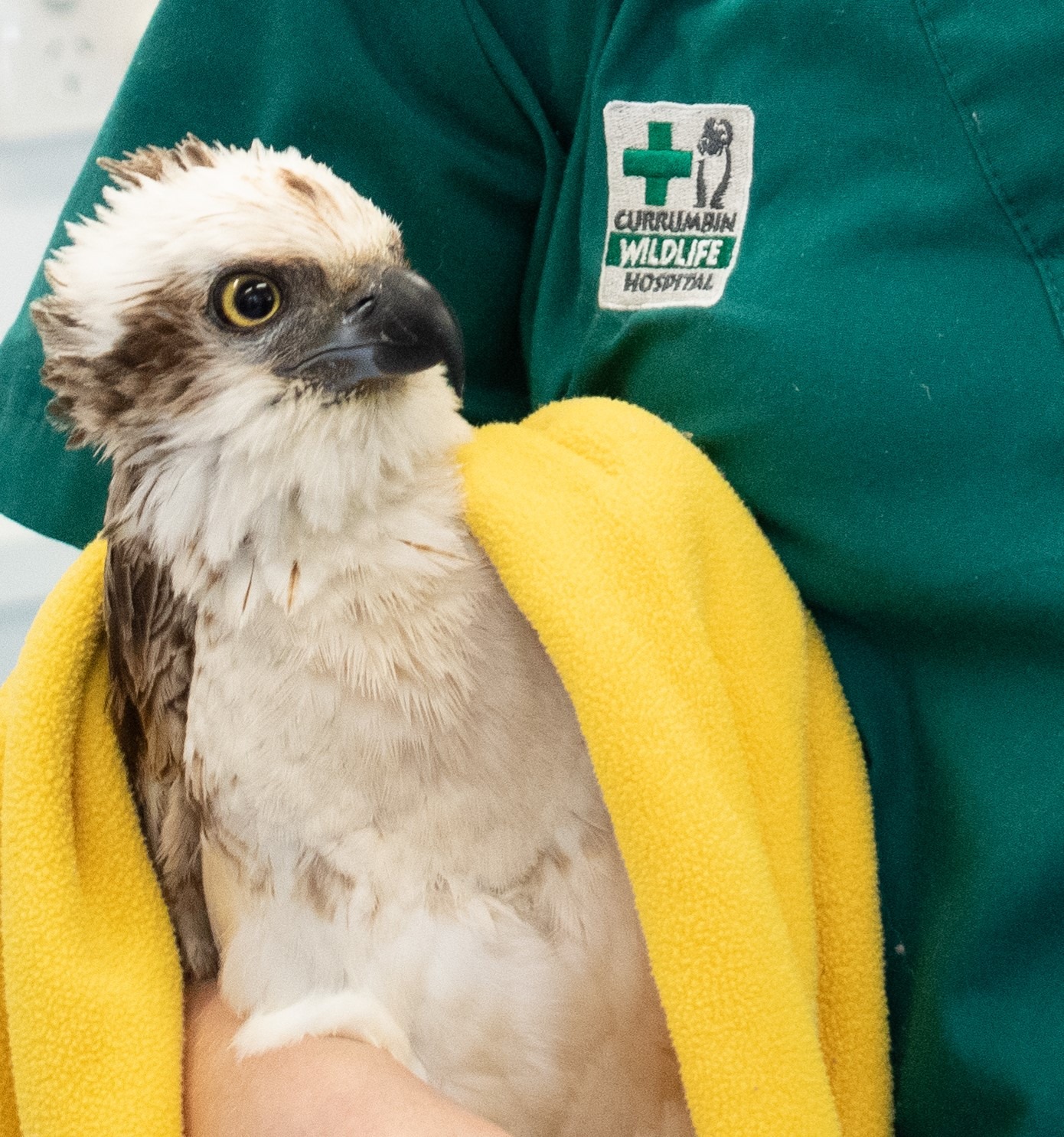 Good morning raptor lovers.... - Coastal Raptors of Australia