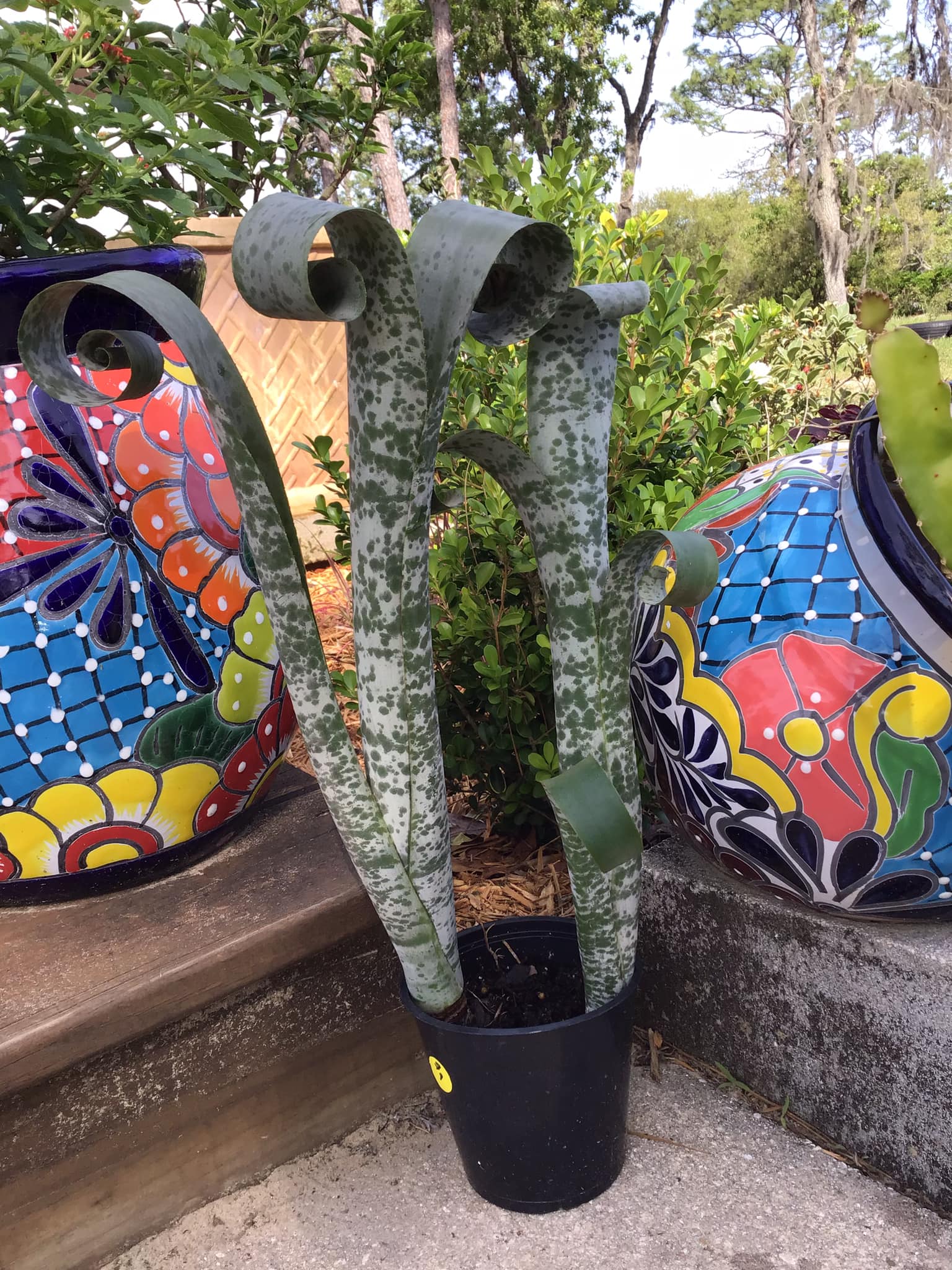 Billbergia 'La Vie En Rose' bromeliad in a unique English pottery vase