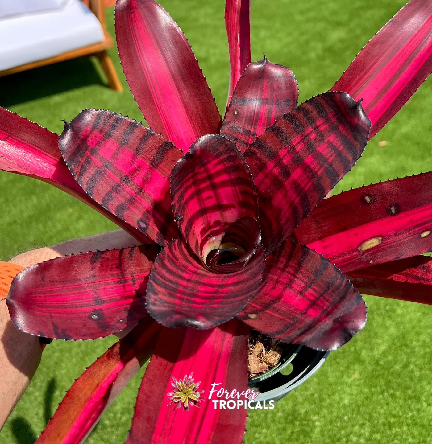 Variegated Neoregelia ブロメリア・エアープランツ Lucifer