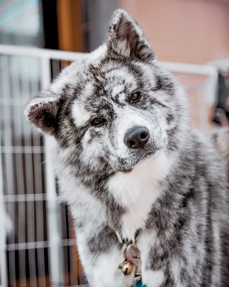 あきたイヌ1 Breed ➡️ AKITA INU From @akita_shinyue_family Live in