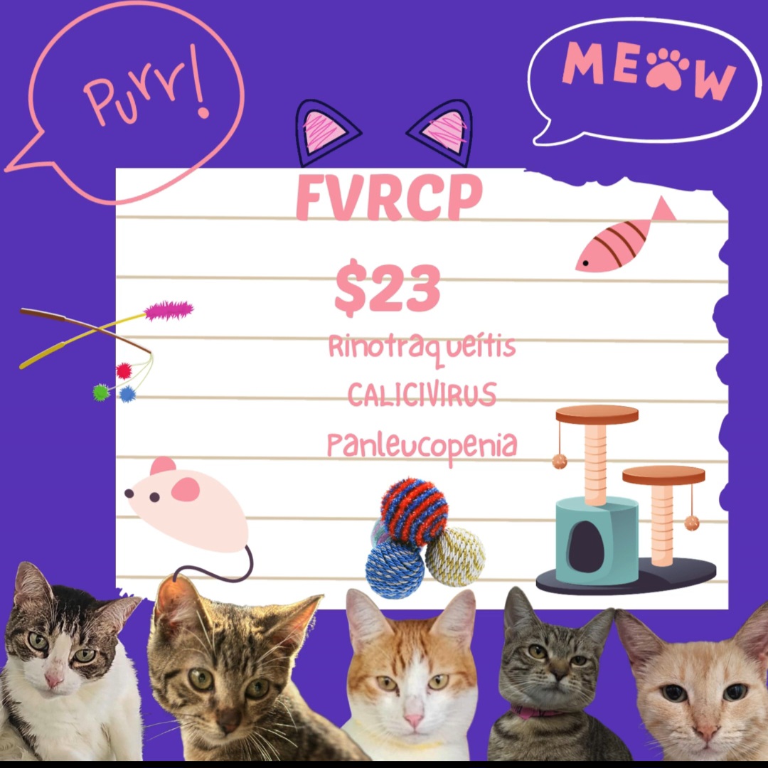 Humane - Sabias que la vacuna FVRCP felina es una vacuna básica de ...