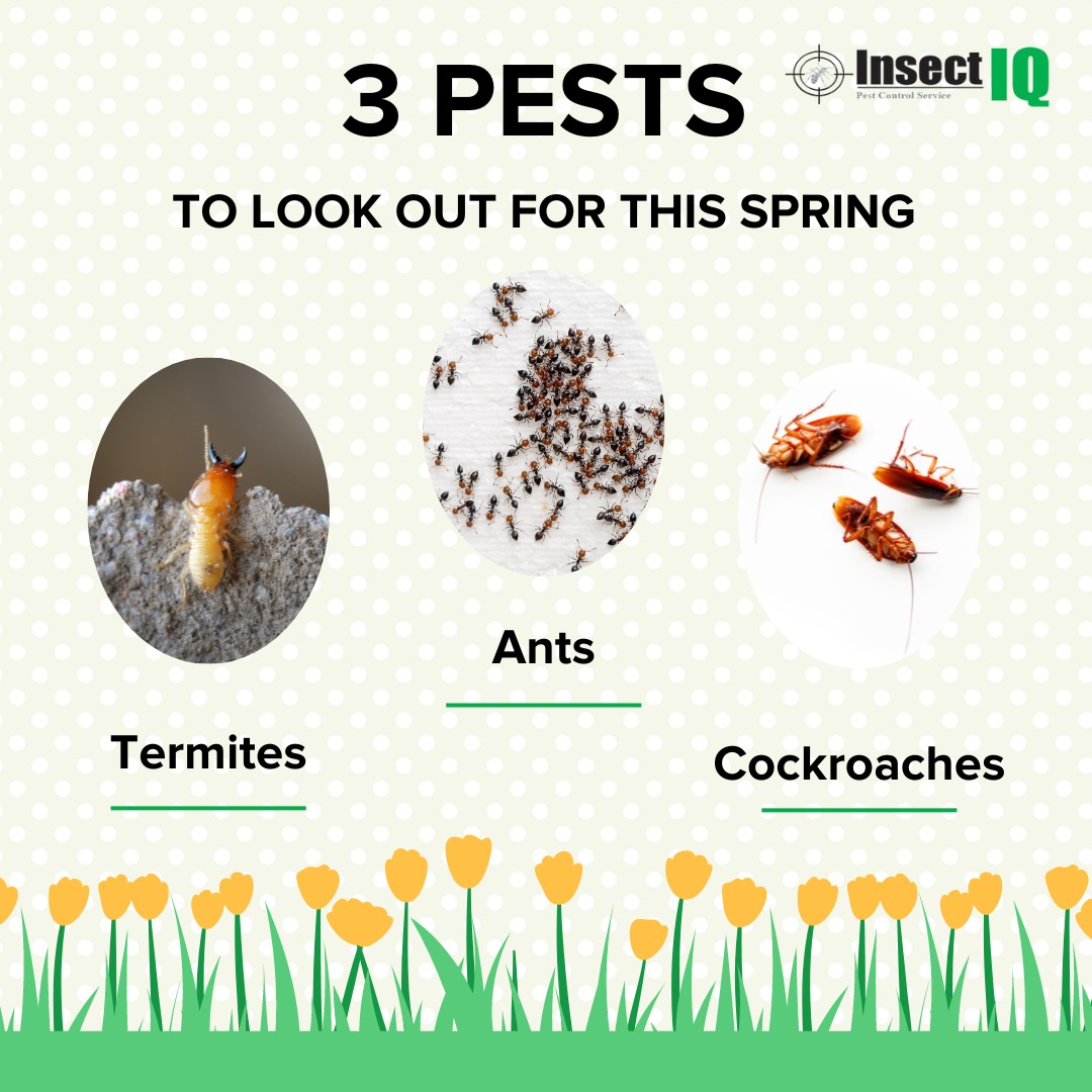 Insect IQ - 🌸 Spring is here, but so are the pests! Keep...