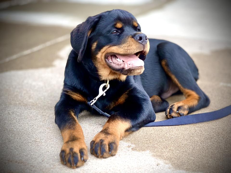 Rottweiler in Minnesota | Facebook