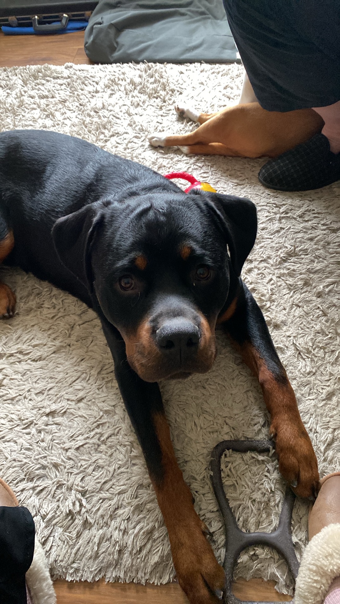 Meet Angus, 9 month old... - Rottweiler Welfare Association