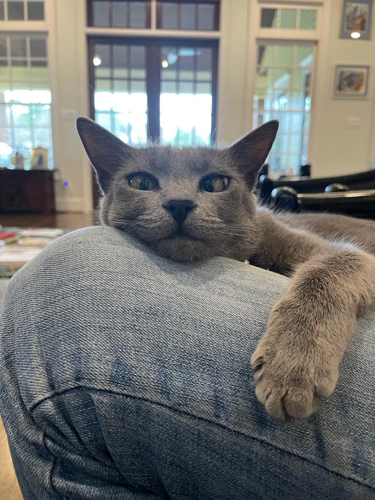 Today is World Cat Day!... - German Consulate General Houston | Facebook