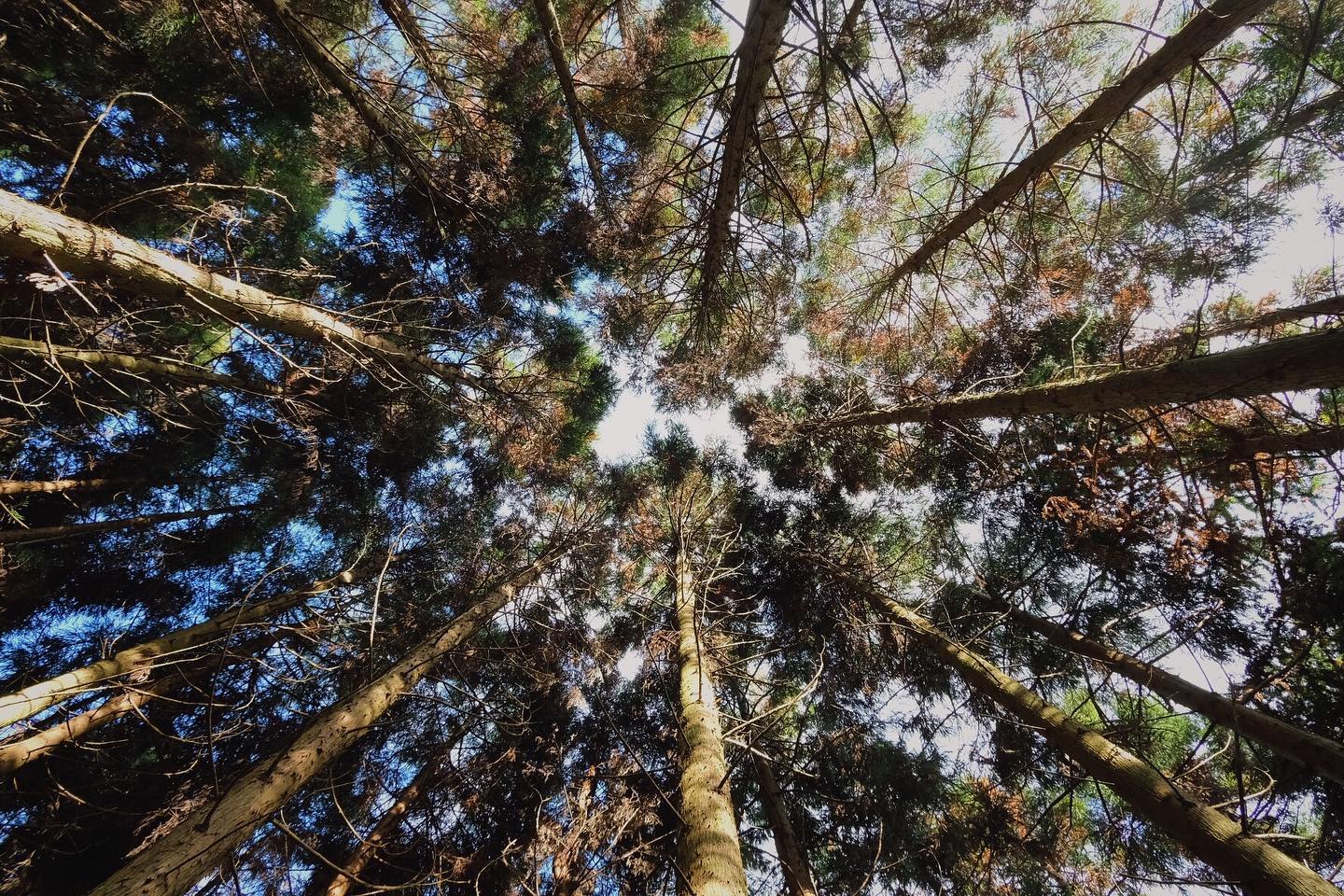 山角點hill Point 在聳立的樹林中穿梭 發現桃竹苗有好多景色相近的小百岳跟中級山 Facebook