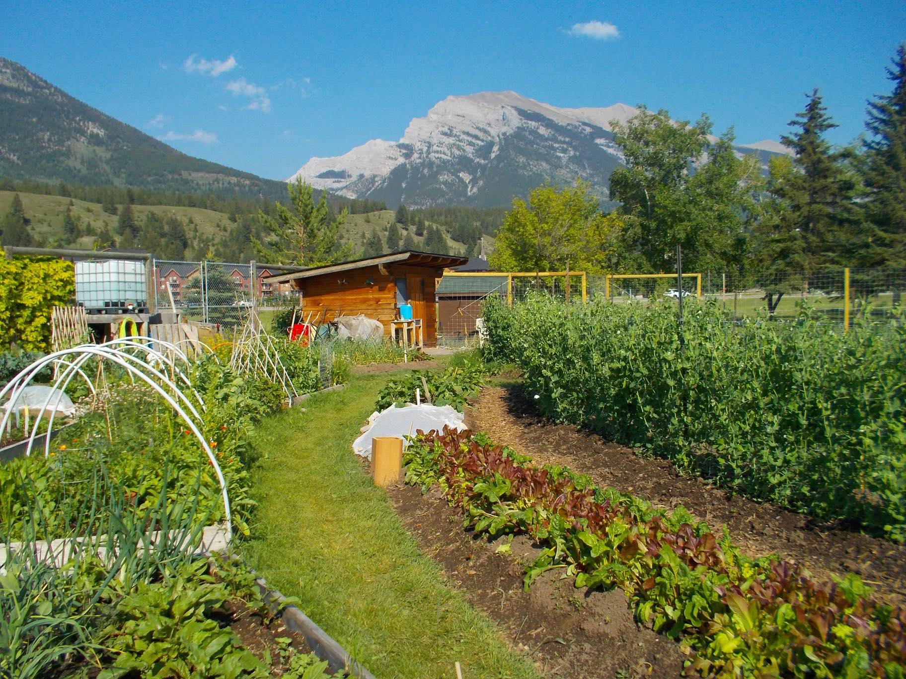 Banff Community Greenhouse... - Banff Community Greenhouse