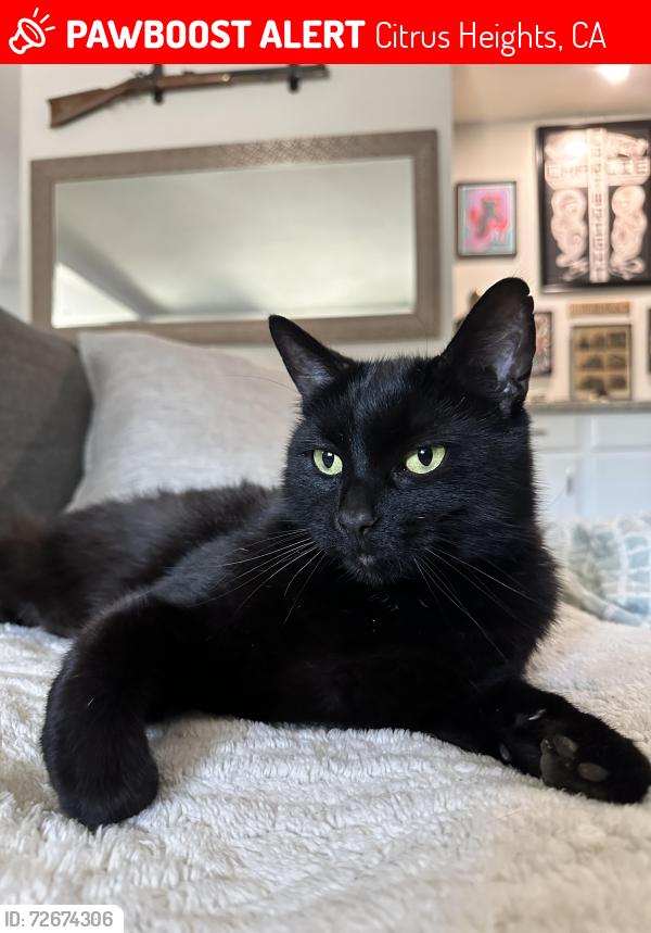Lost black cat with nick on ear in Sacramento