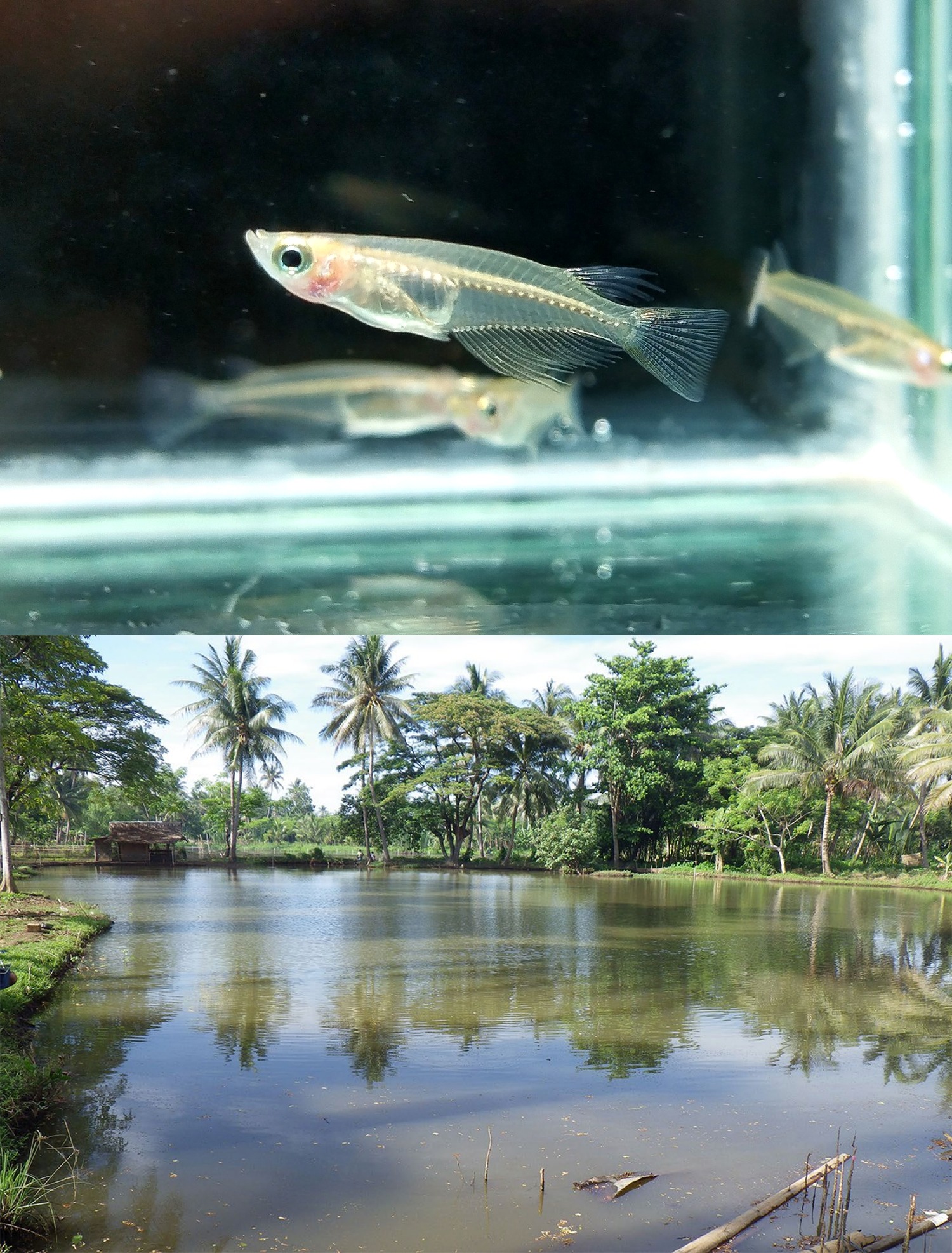 New species of brackish-water ricefish Oryzias chenglongensis