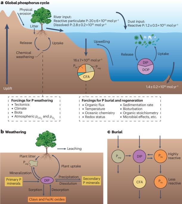 United - New online! Drivers of the global phosphorus cycle over ...
