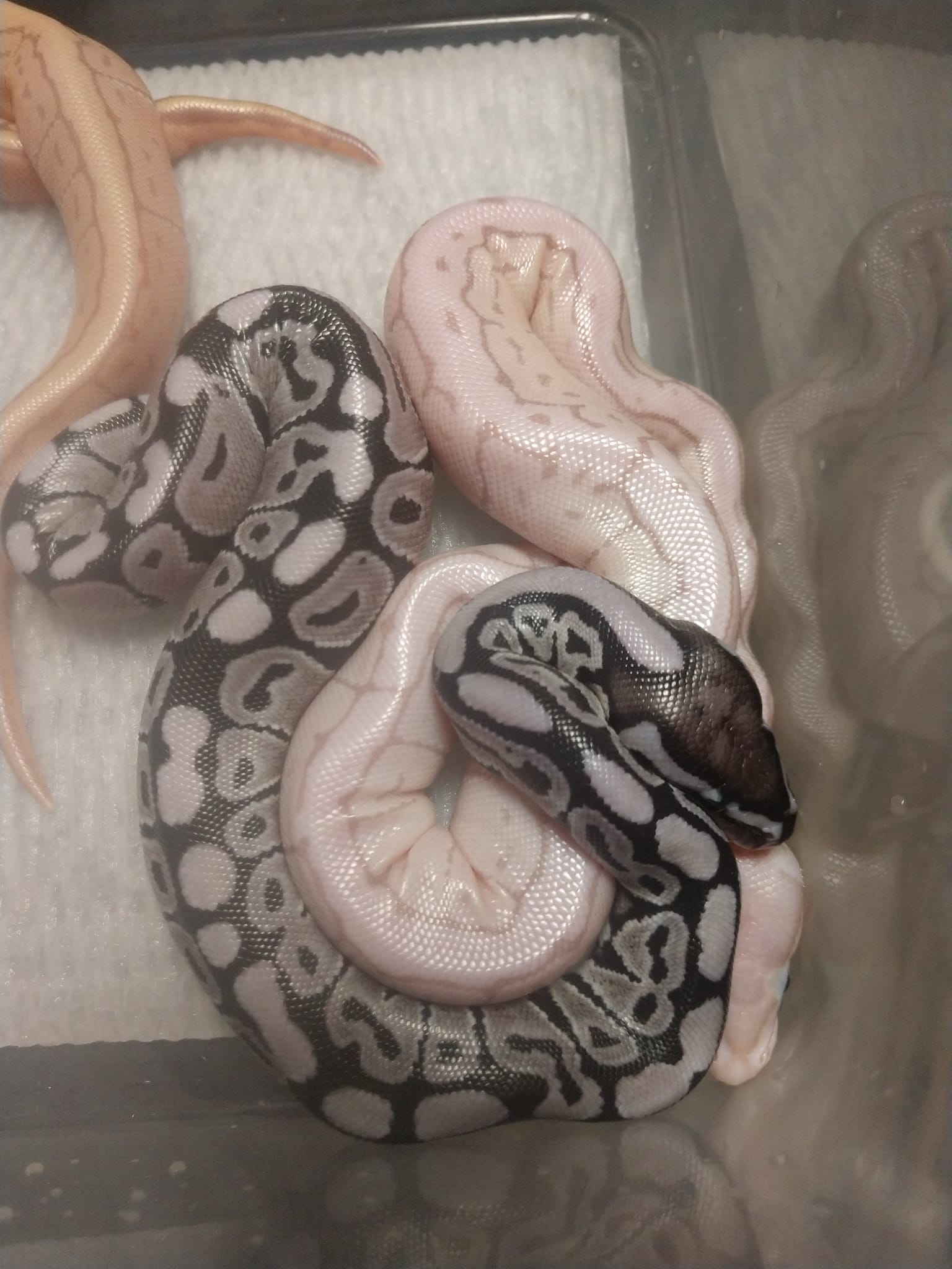 Red Rose Pythons LLC | Mountville PA