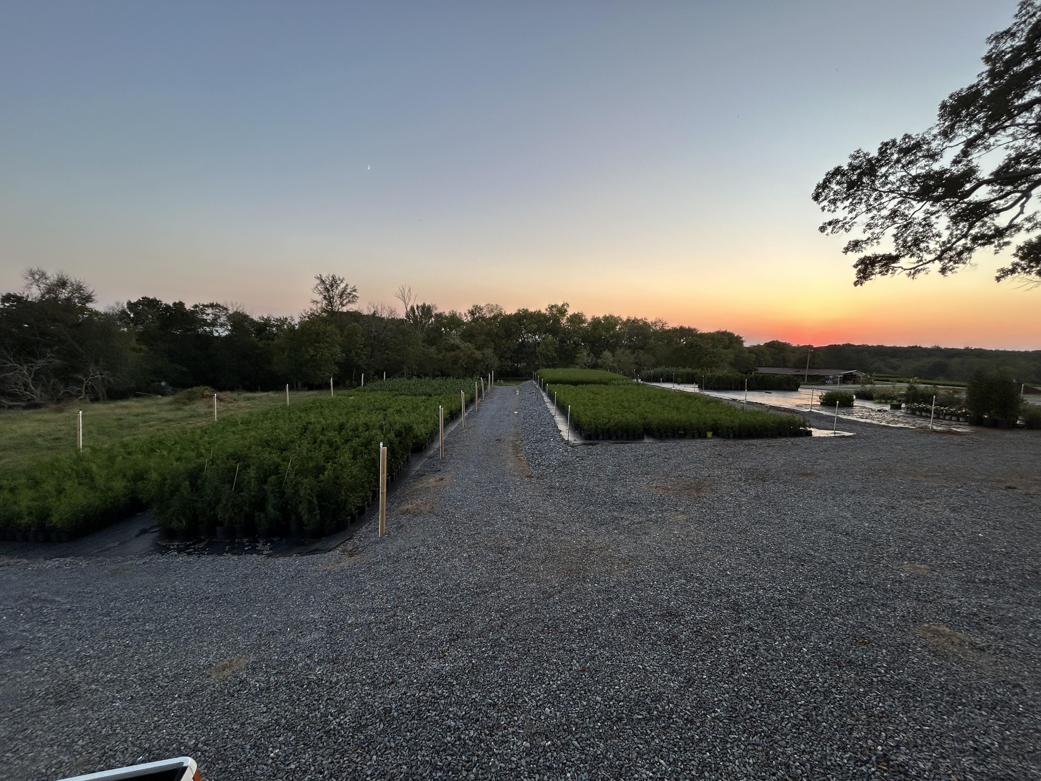 Privacy & Shade Tree Installation - Landscape Design / Installs added a ...