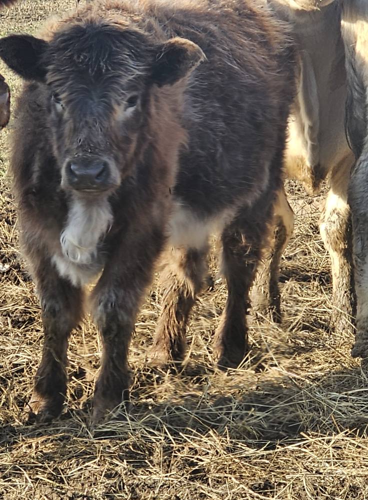 Bess Farm & Ranch
