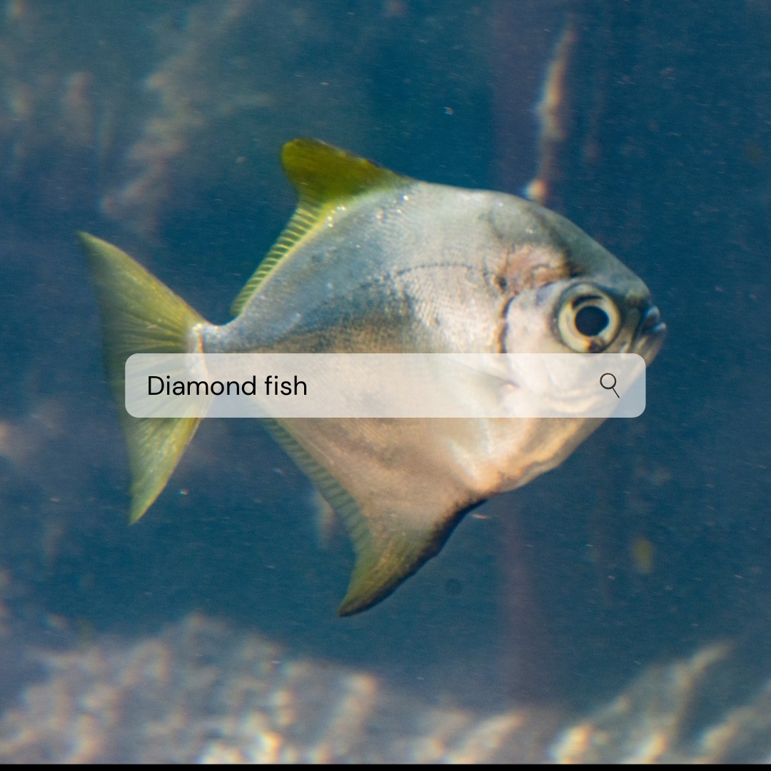 Palau Aquarium - 💎 Shine bright like a diamond! 💎 Meet... | Facebook