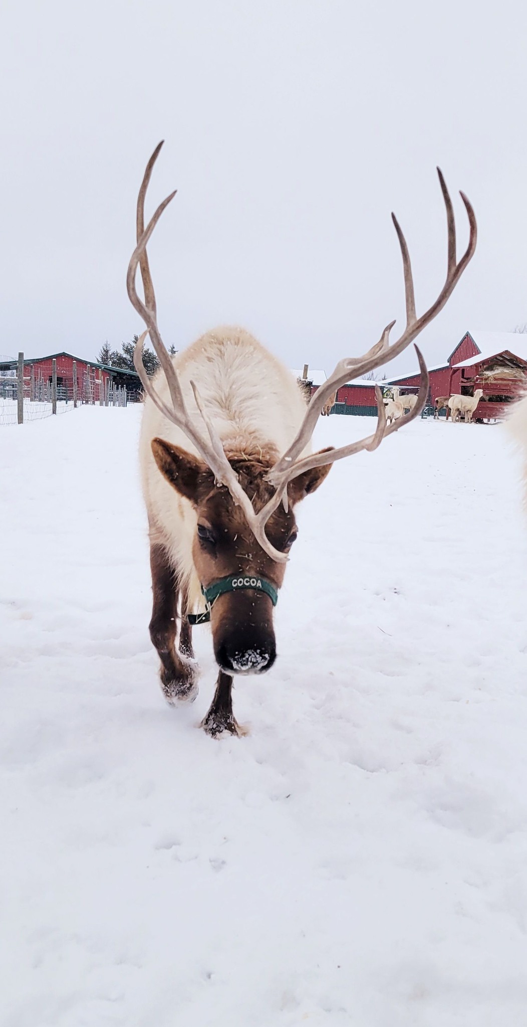 Rooftop Landing Reindeer... - Rooftop Landing Reindeer Farm