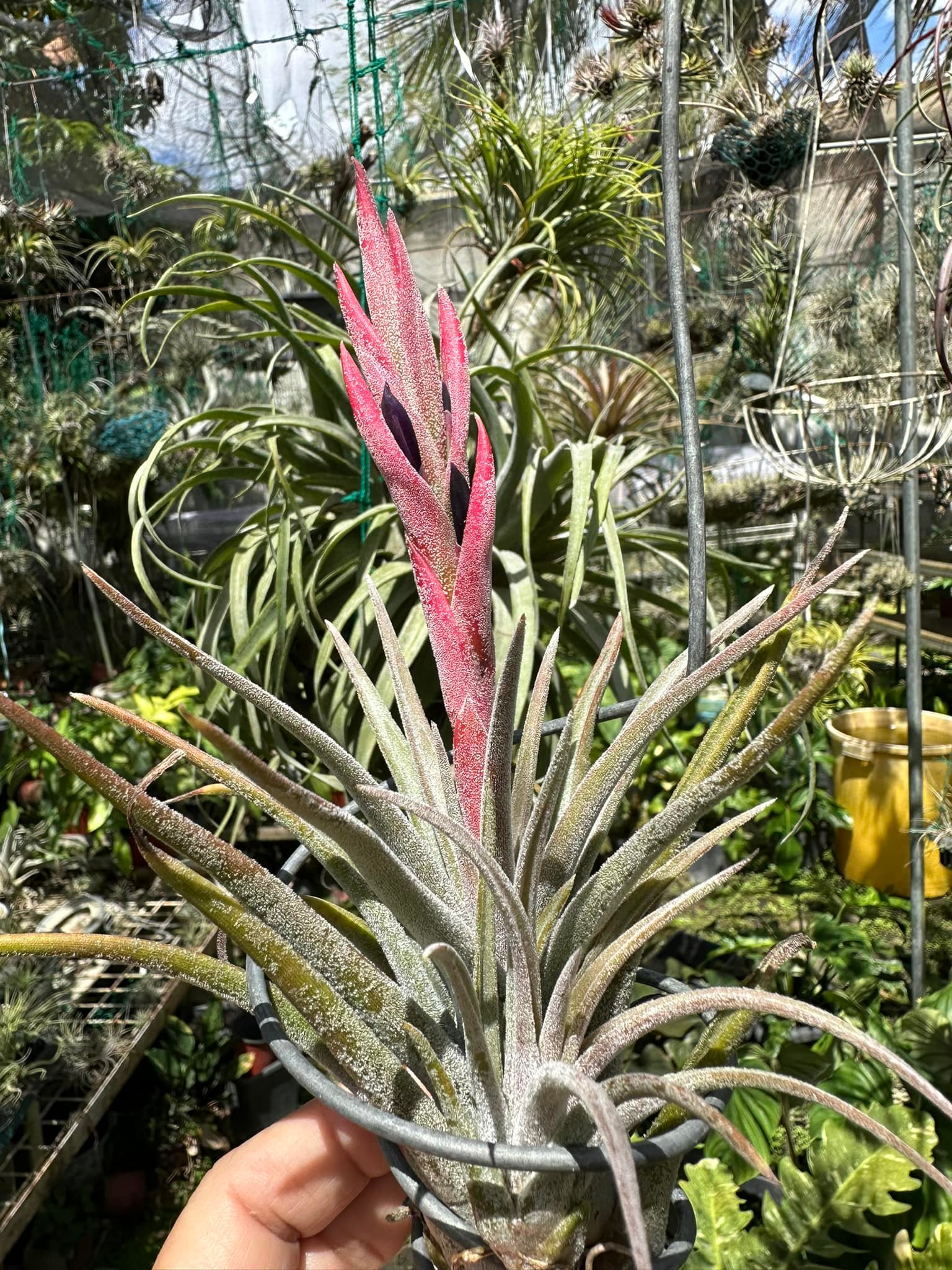 Davao Adenium Philippines | Davao City