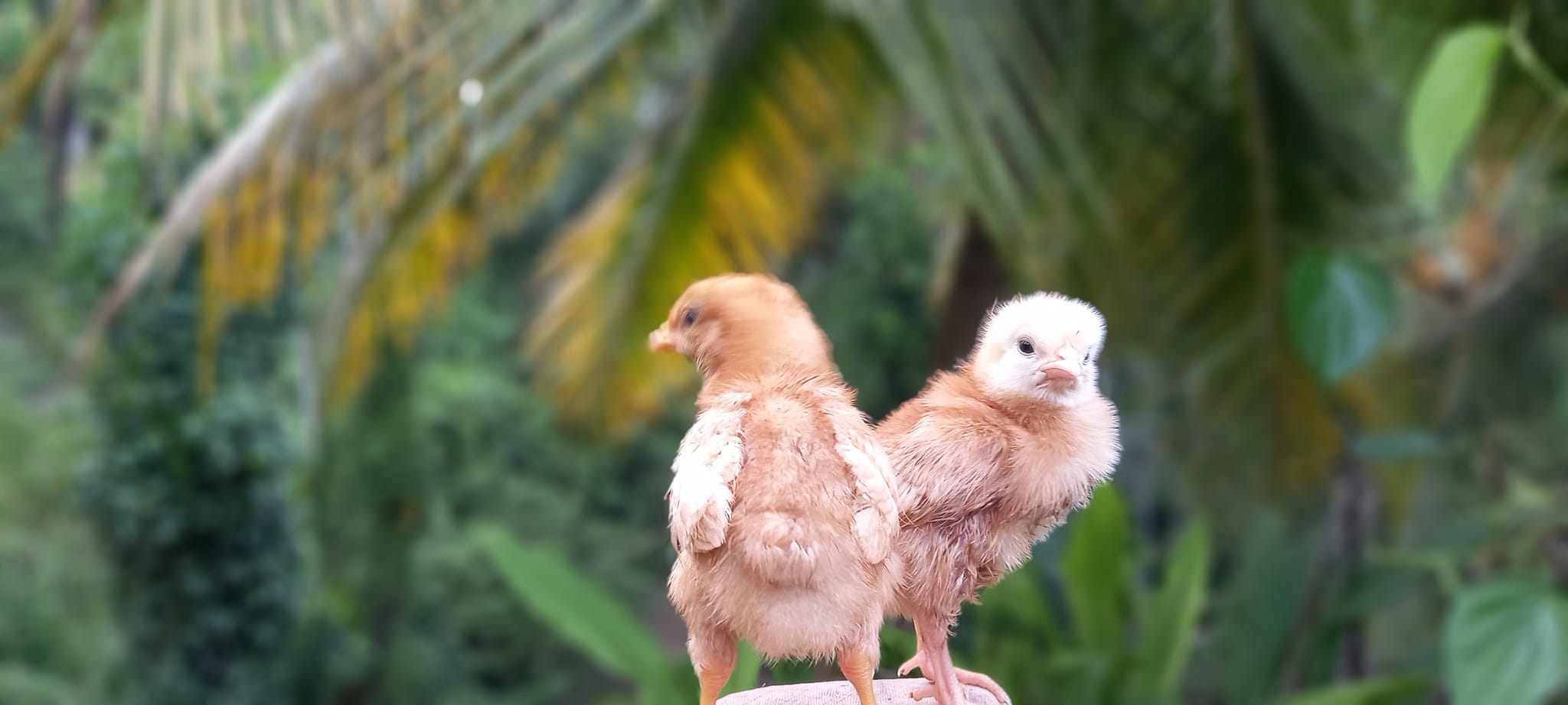Golden Feather Farms | Kegalle