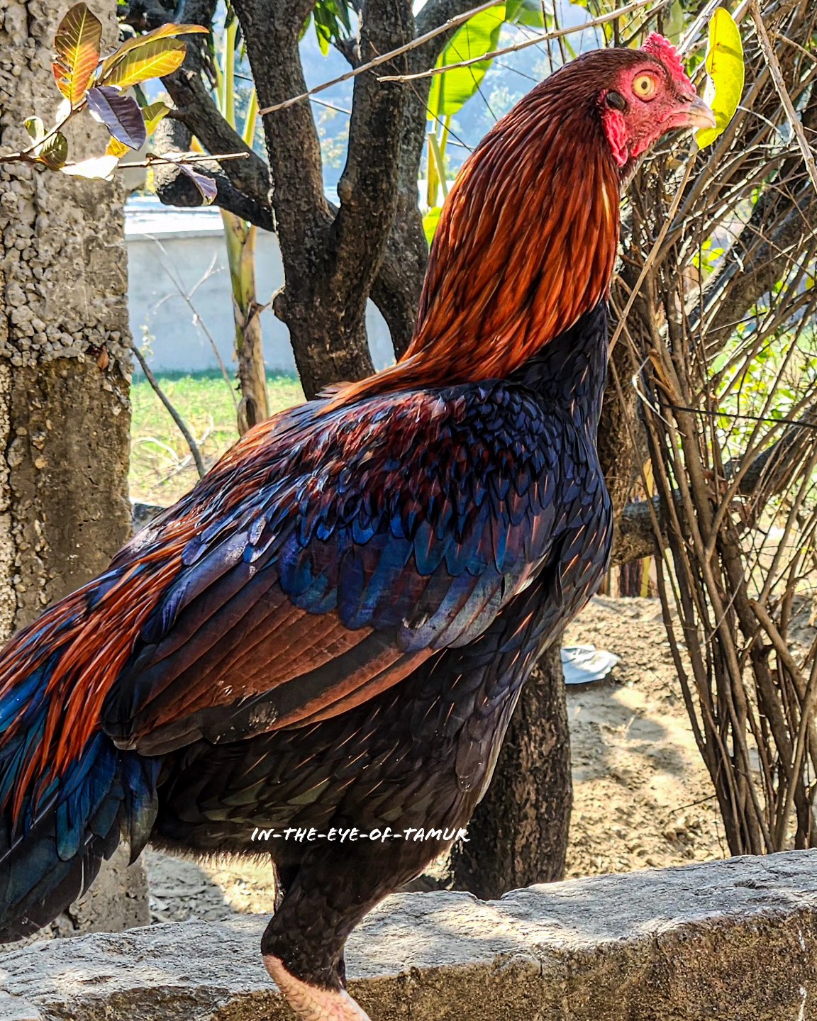 In The Eye Of Taimoor | Bhimber