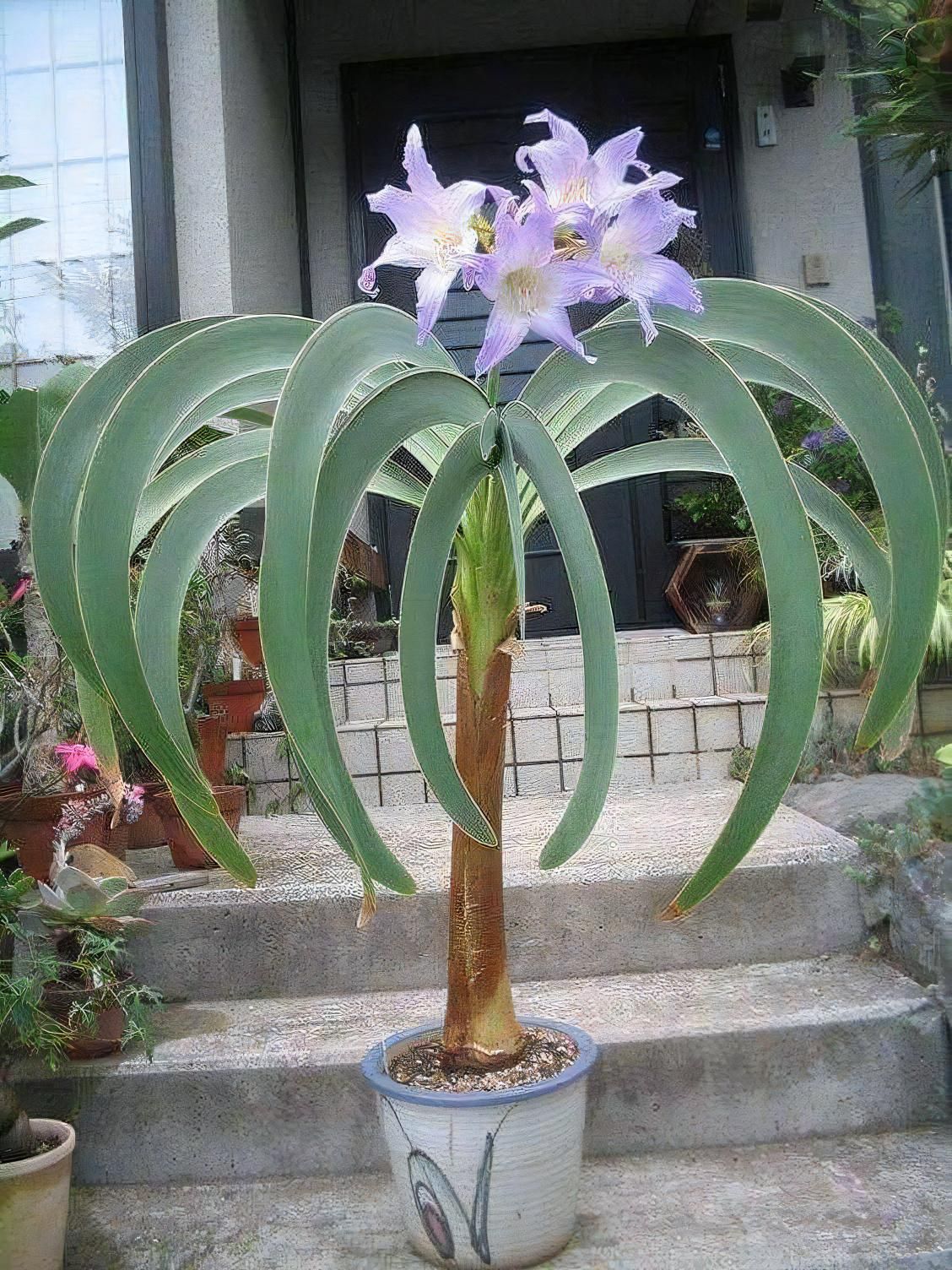 Worsleya procera care and growing requirements