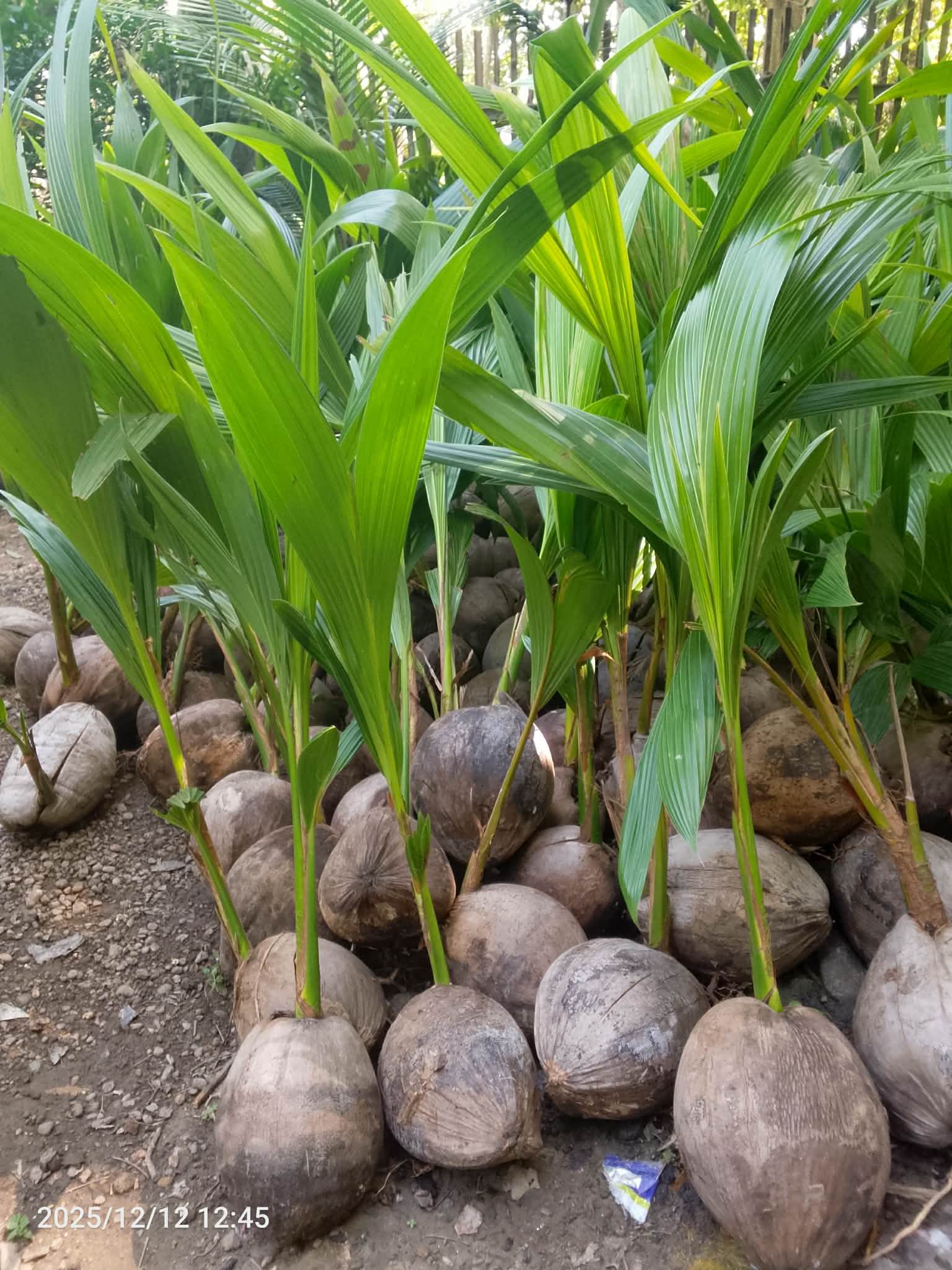 Coconut seedlings - Plants, Seeds & Bulbs - Kidapawan | Facebook ...