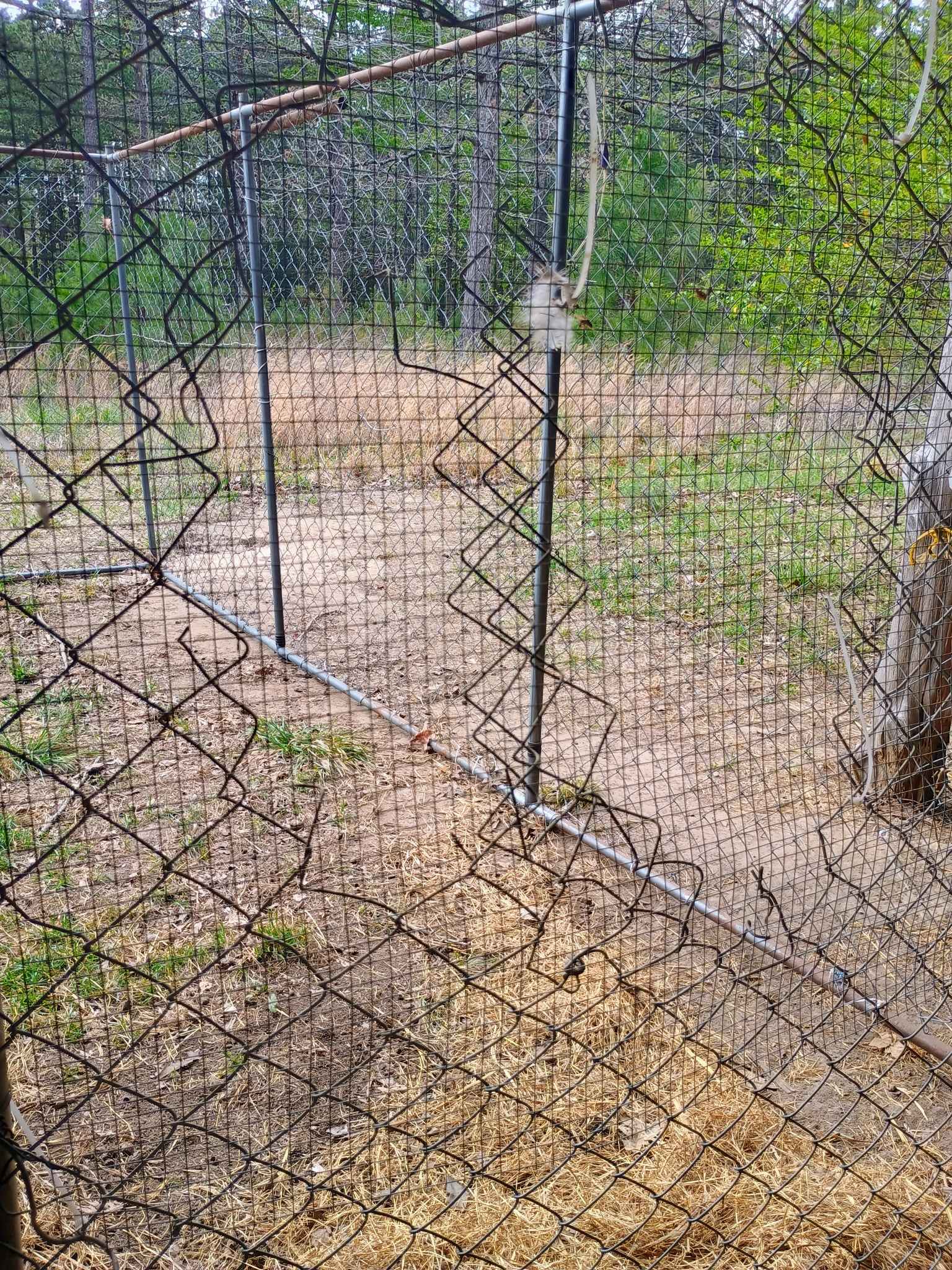 6x10 6ft tall chain link run. - Chain Link Fencing - Quitman, Arkansas ...
