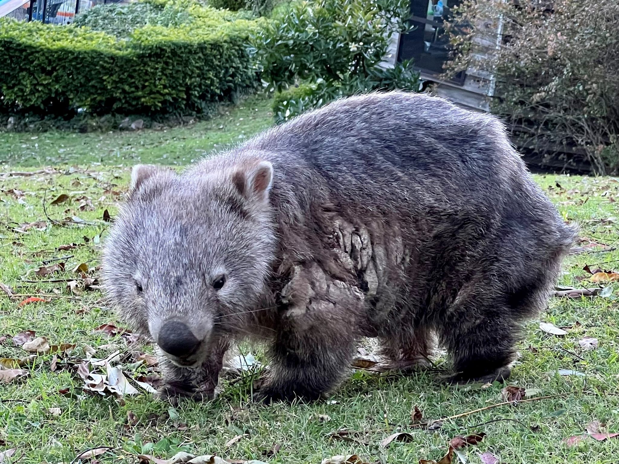 How to tell the... - Wombat Protection Society of Australia | Facebook