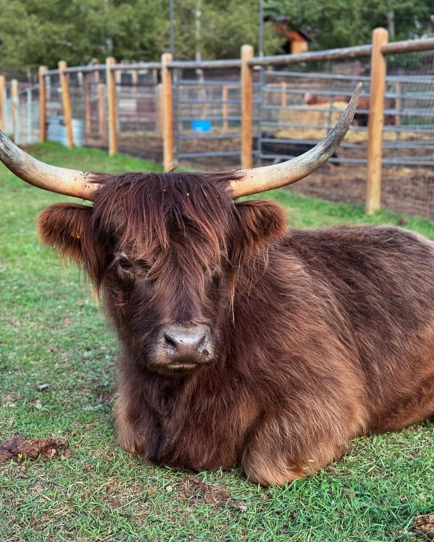 Wild Mountain Ranch