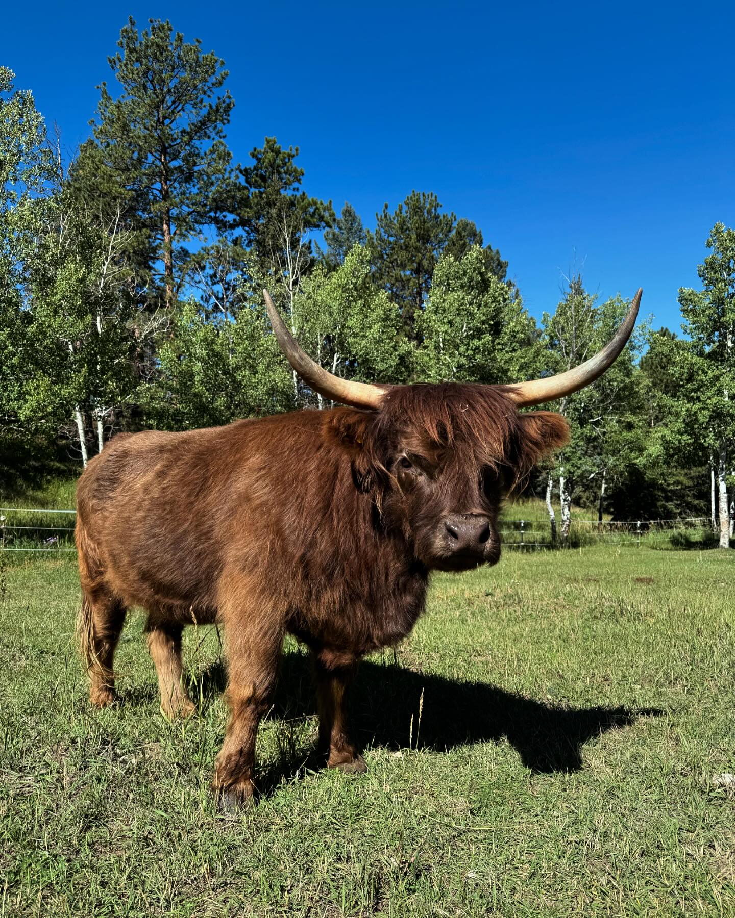 Wild Mountain Ranch