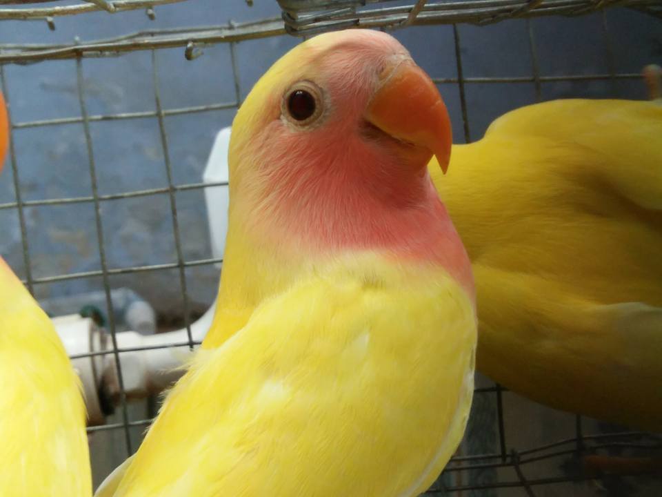 Lutino African Lovebird Pet Farm Photos Facebook
