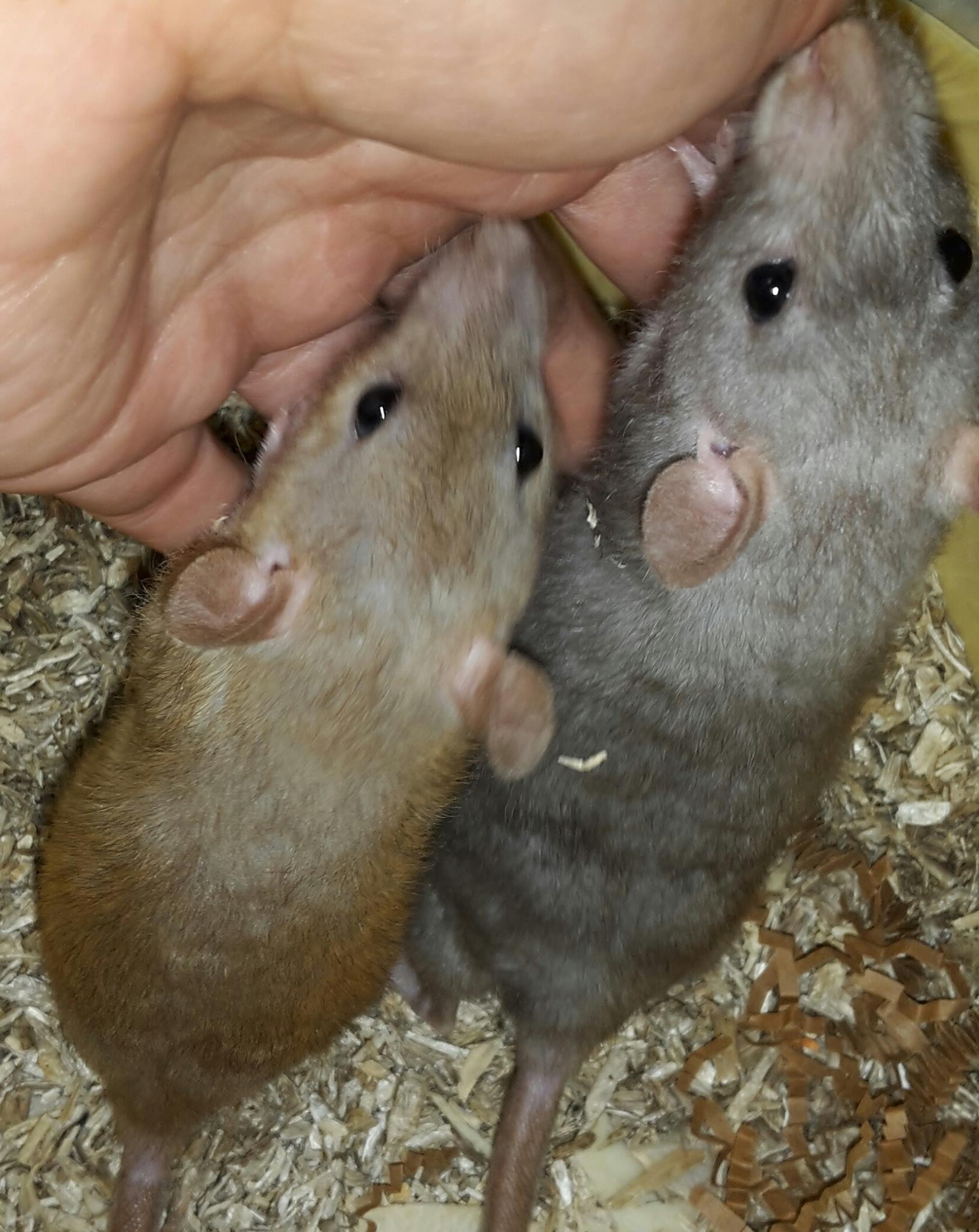 Ghana Rats