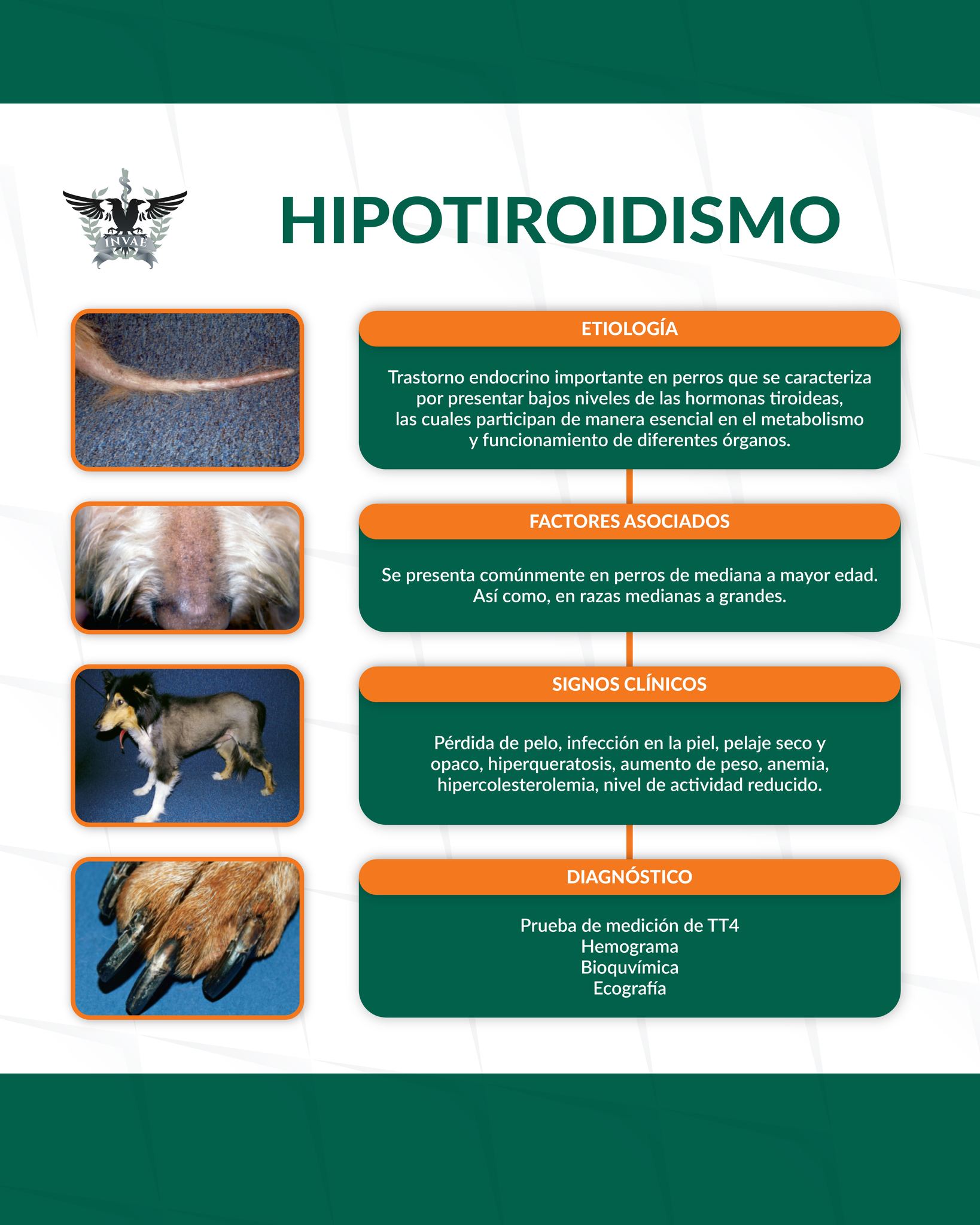 INVAE - La anatomía de los dientes de perros y gatos son parecidos a ...
