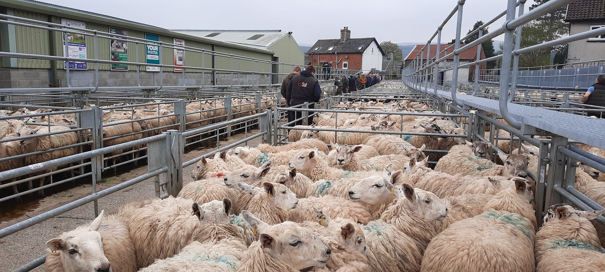Rhayader - ALL WEIGHTS AND GRADES OF LAMBS, HOGGETS AND CULL SHEEP ...
