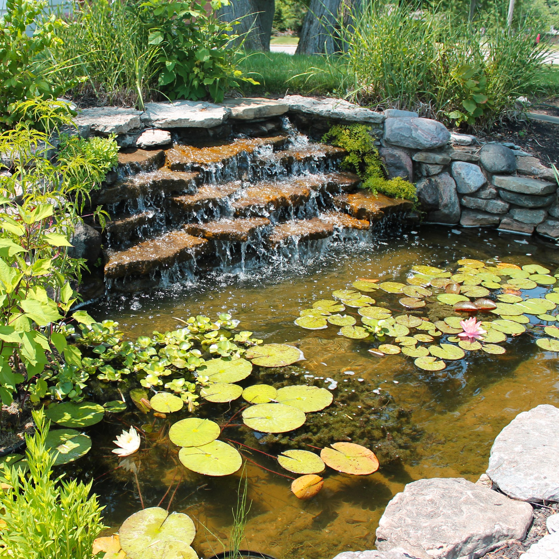 Aquatic - At Aquatic & Garden Decor, we offer a wide range of high