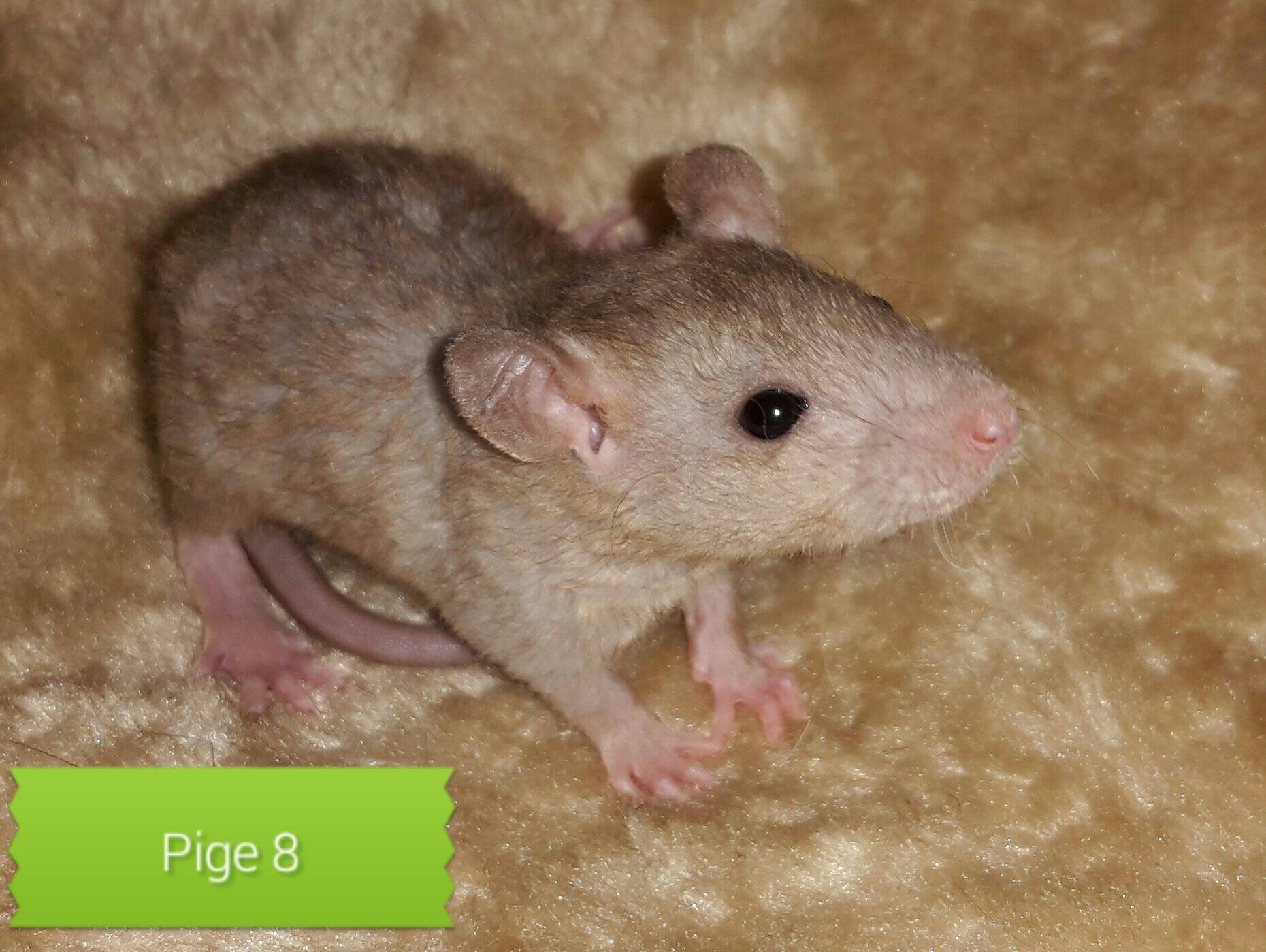 Ghana Rats