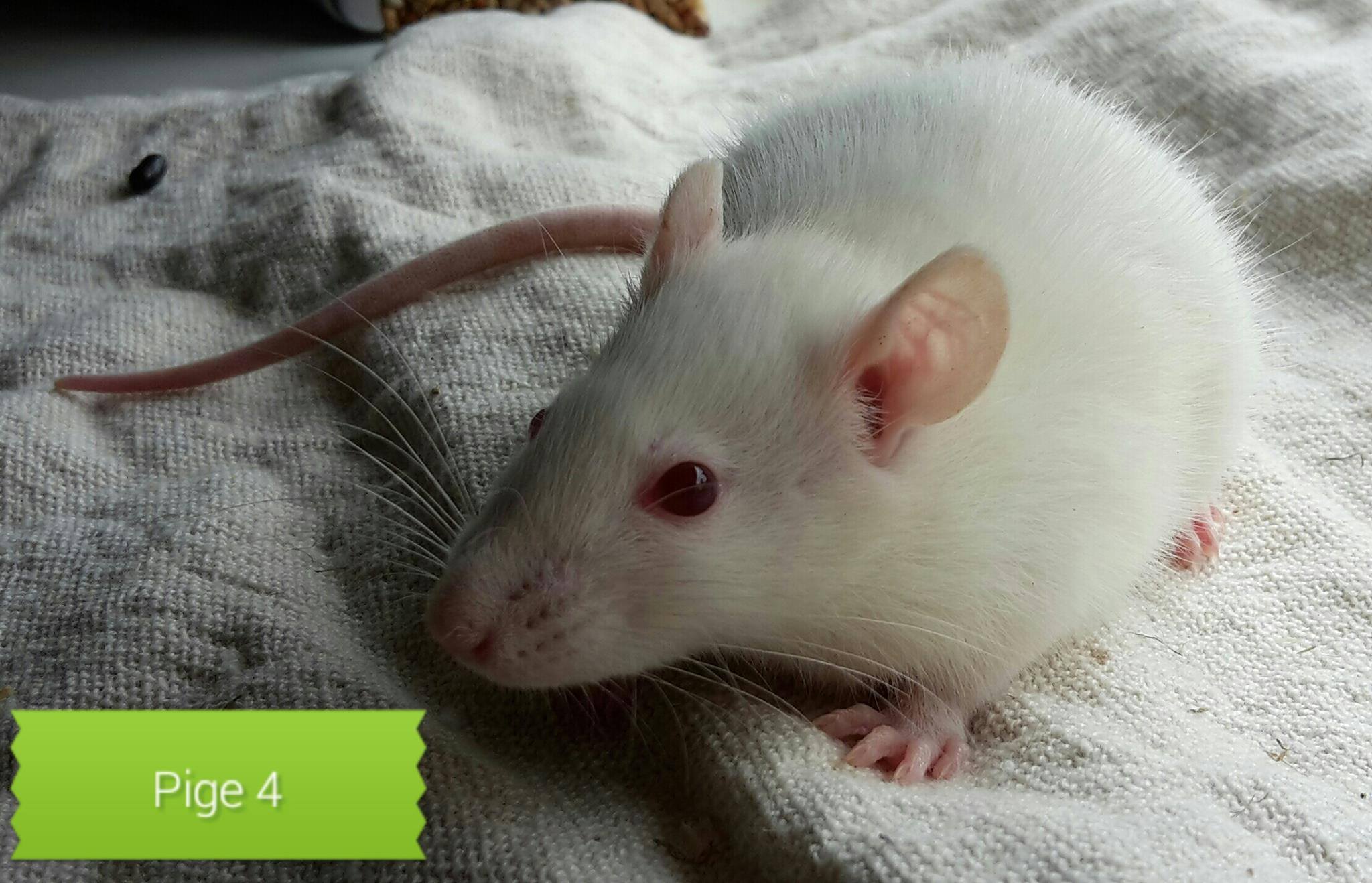 Ghana Rats