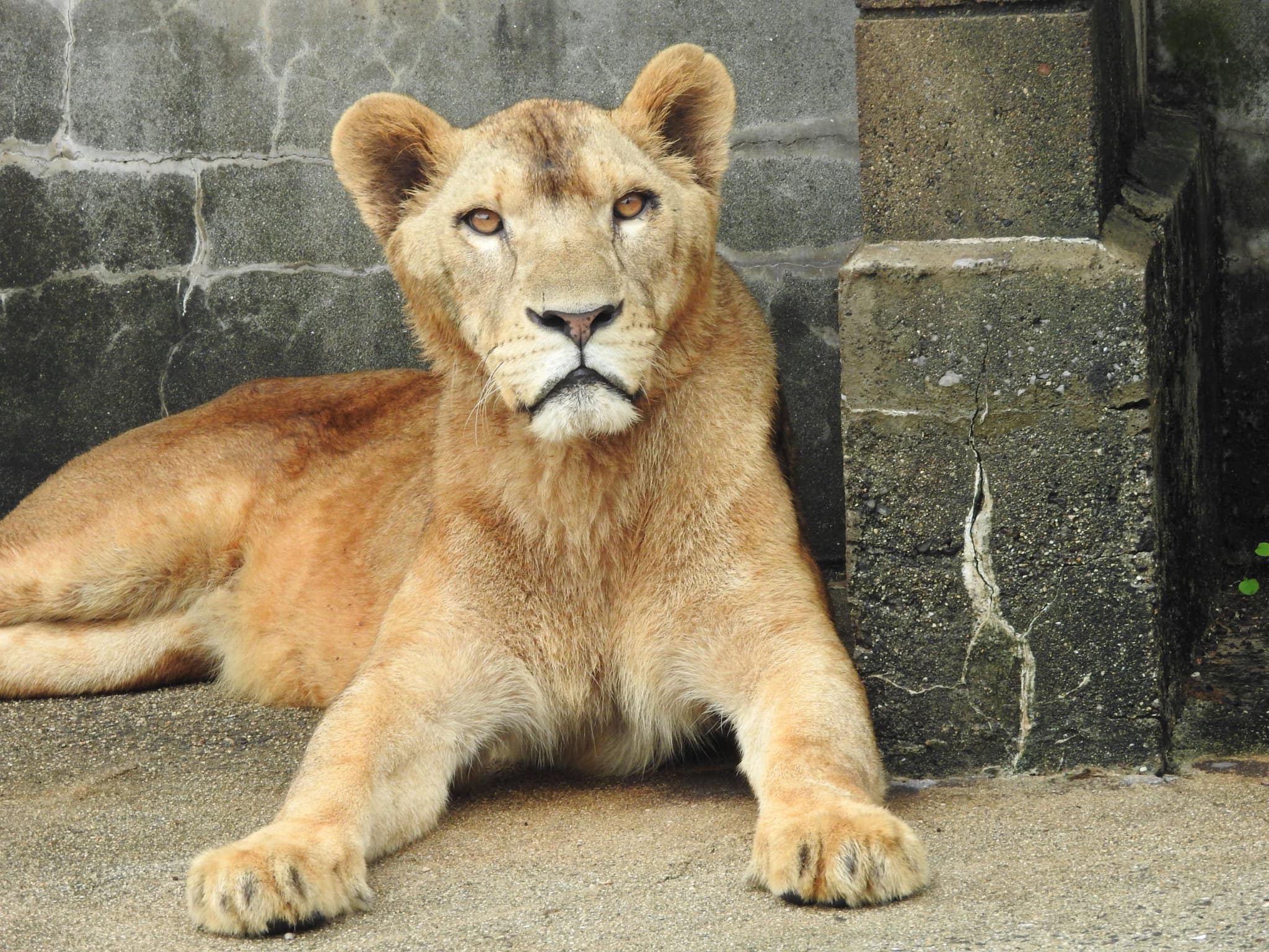 10月2日、九州自然動物公園からライオンの雌「コウメ」が徳山動物園に 