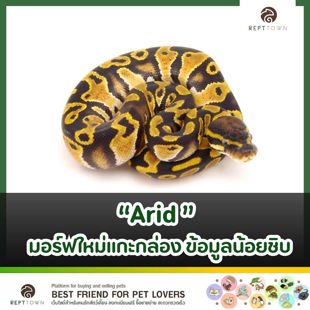Repttown - [ เล่าเรื่องมอร์ฟ 101 – งูบอลไพธอน “Arid” ] “Arid Ball ...