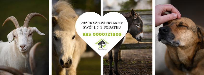 Fundacja Czarna Owca Pana Kota - w ciągu ostatnich 5 dni do Owcy ...