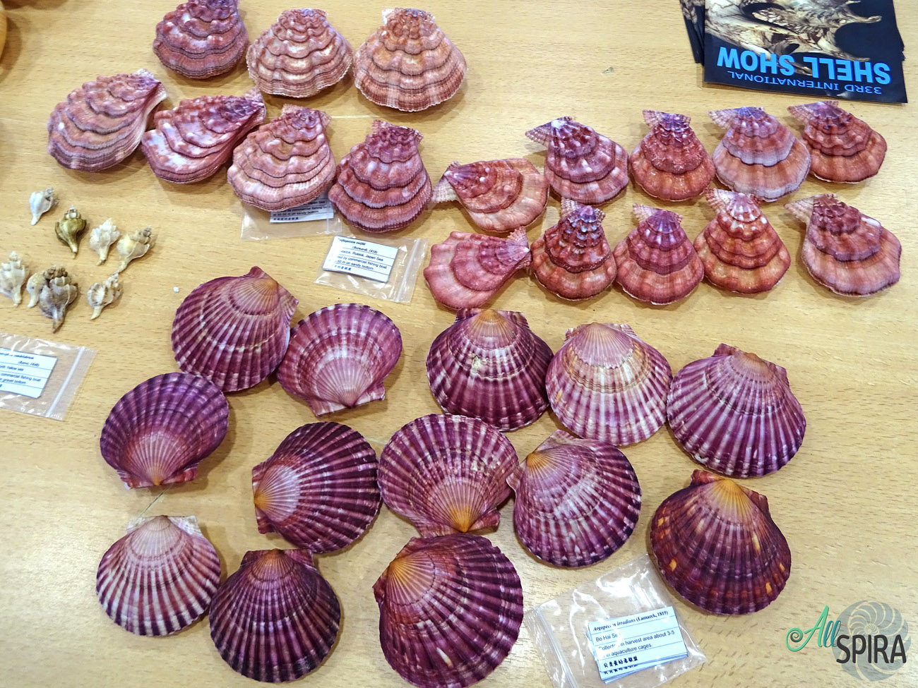Allspira - Paris Shell Show 2024 (March 30-31) France - www.allspira ...