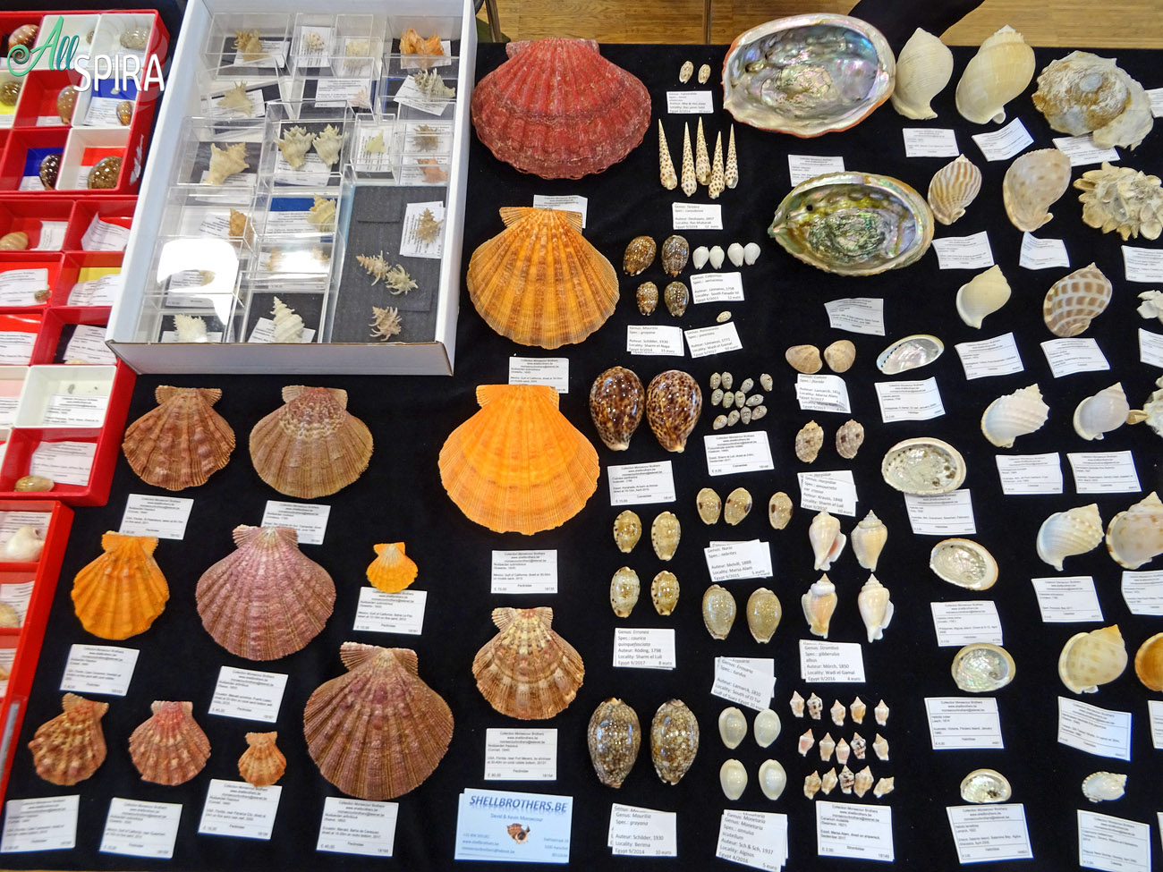 Allspira - Paris Shell Show 2024 (March 30-31) France - www.allspira ...