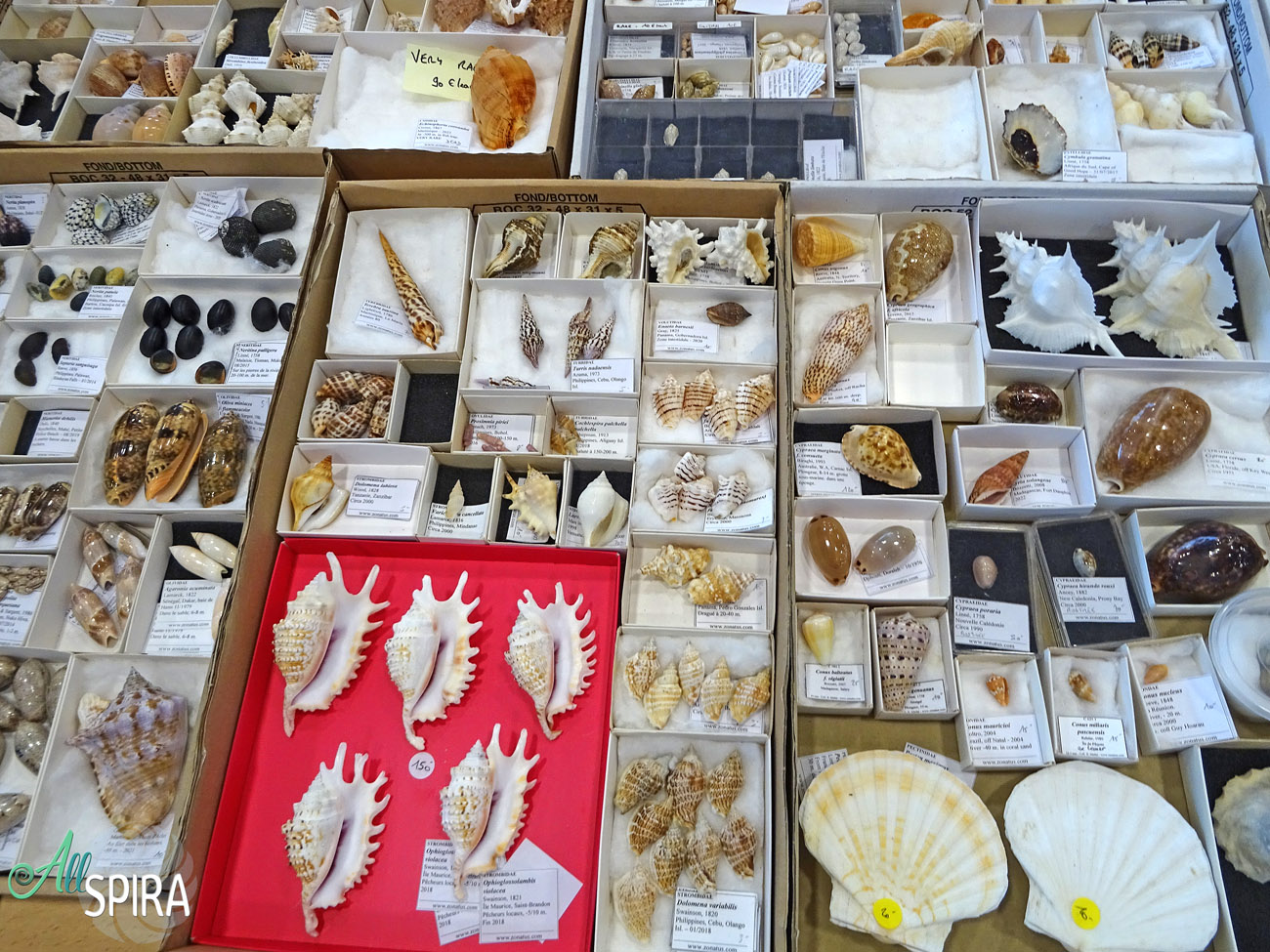 Allspira - Paris Shell Show 2024 (March 30-31) France - www.allspira ...