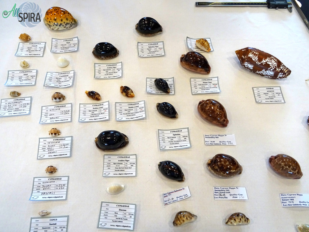 Allspira - Paris Shell Show 2024 (March 30-31) France - www.allspira ...