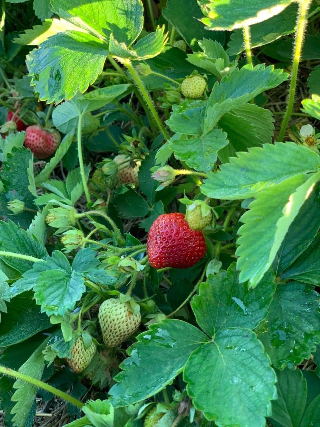 Kent Blue Regular Fresh Berry Seeds Kent-based Businesses: Insights ...