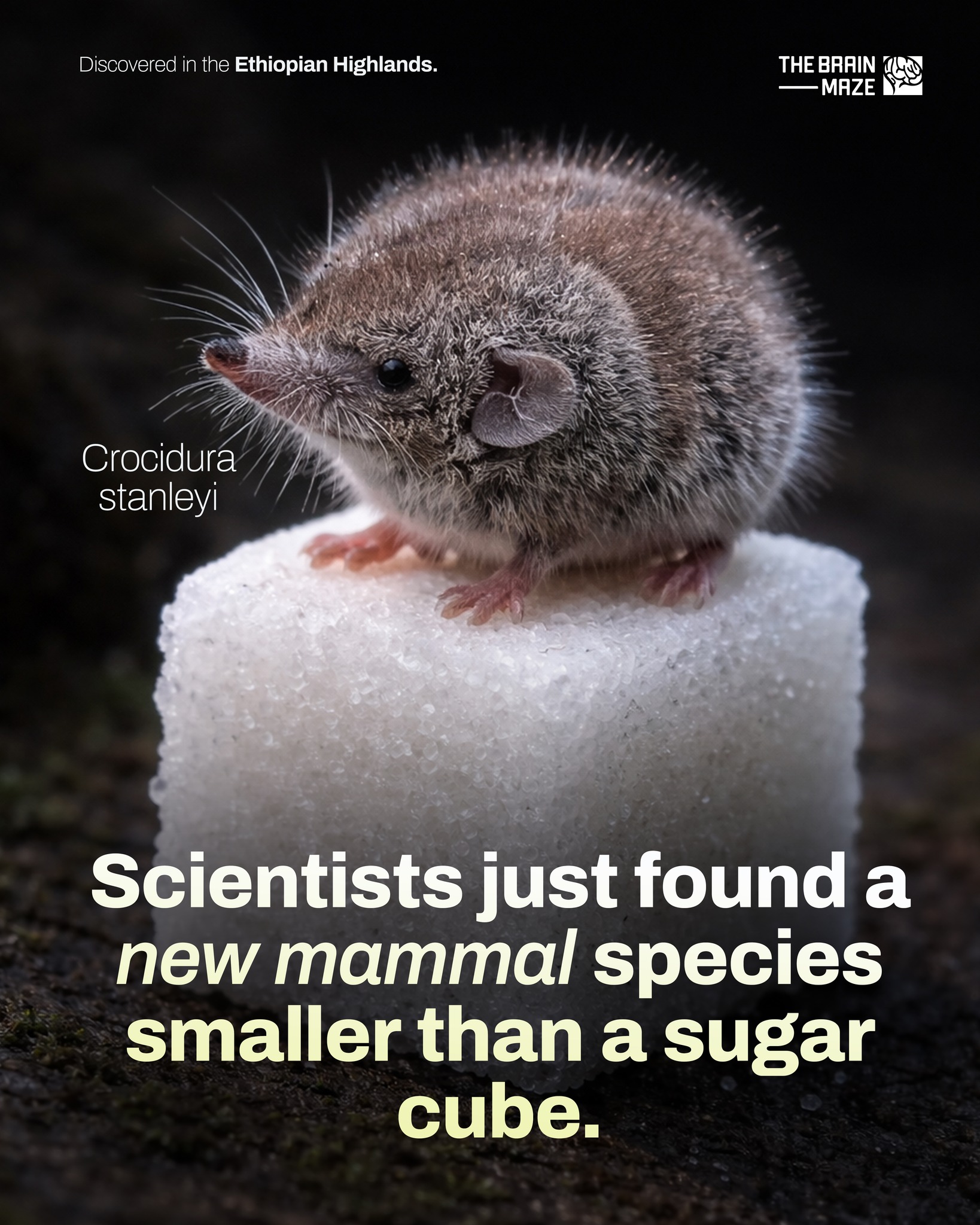 The Brain Maze - The tiny new mammal, Crocidura stanleyi,... | Facebook