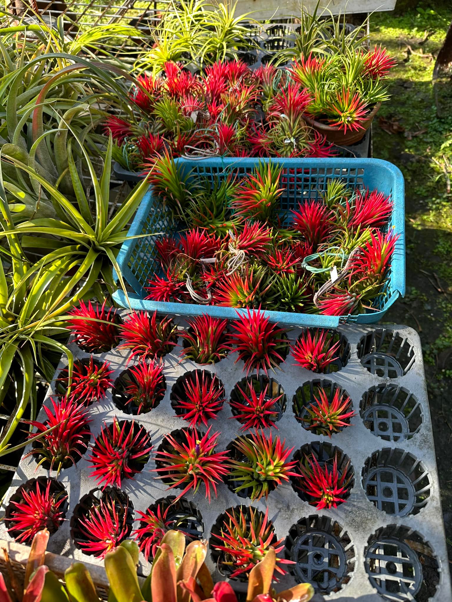 Davao Adenium Philippines | Davao City