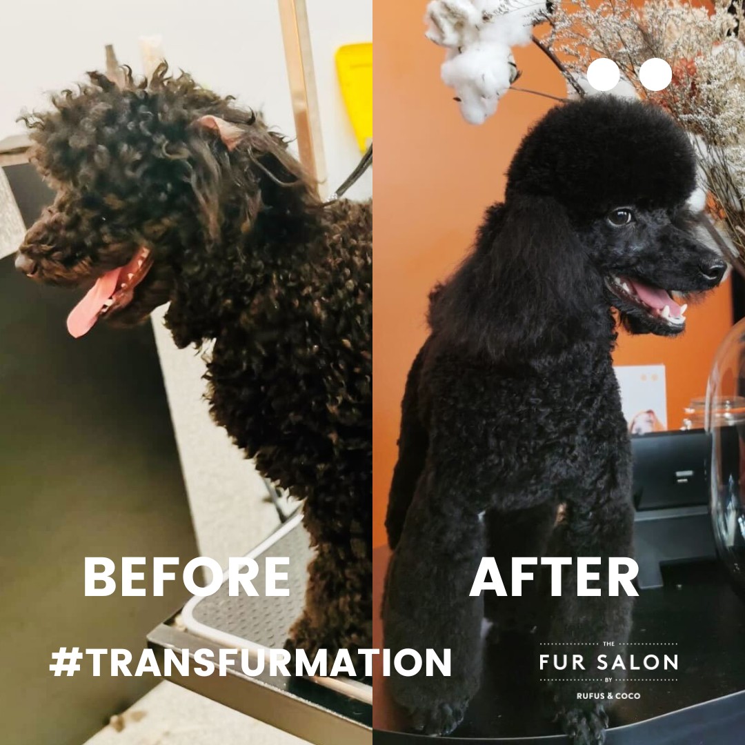 The Fur Salon by Rufus & Coco | Sydney NSW