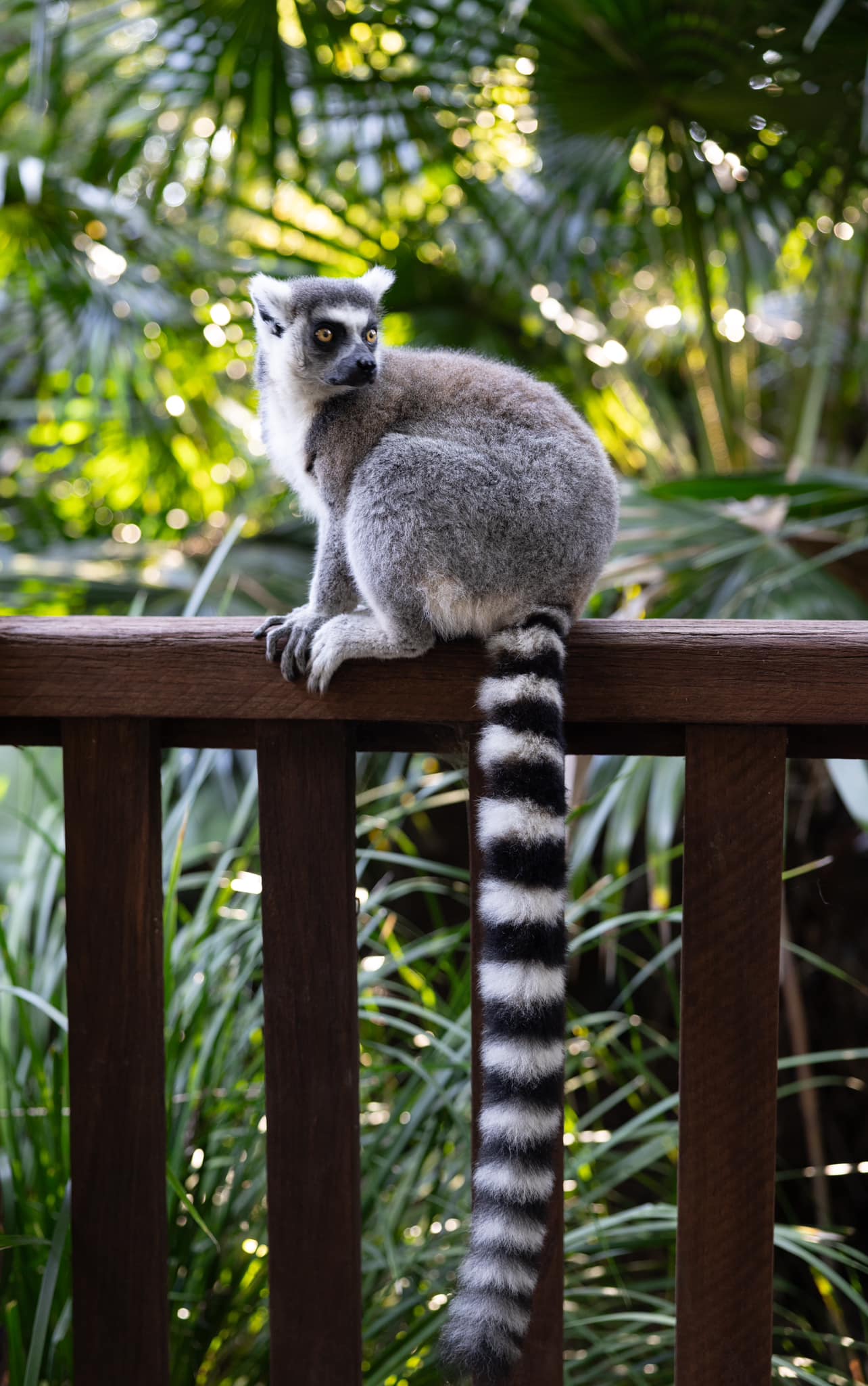 Australia - We love our tremendous troop of ring-tailed lemurs! Watch ...