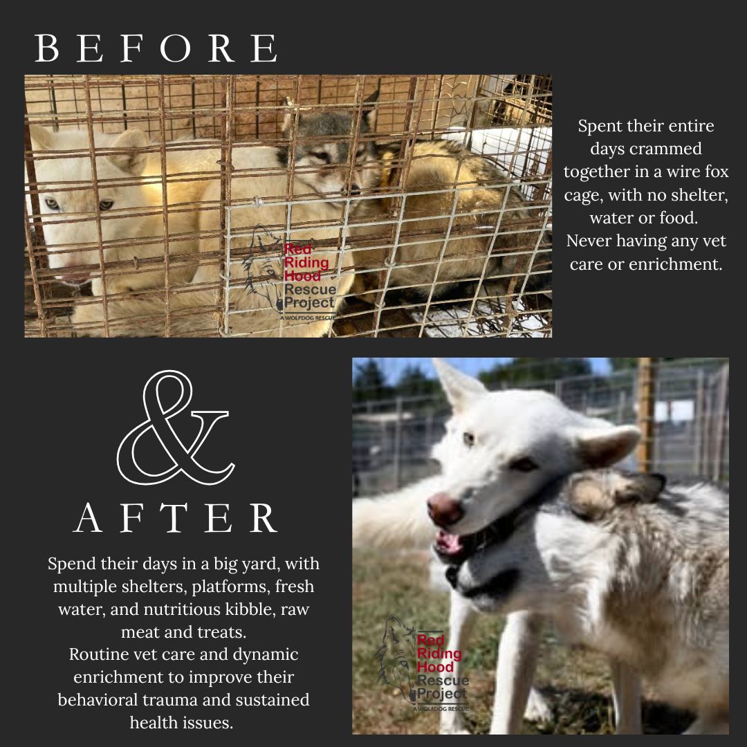 Red Riding Hood Rescue Project - a wolfdog rescue | Middletown OH
